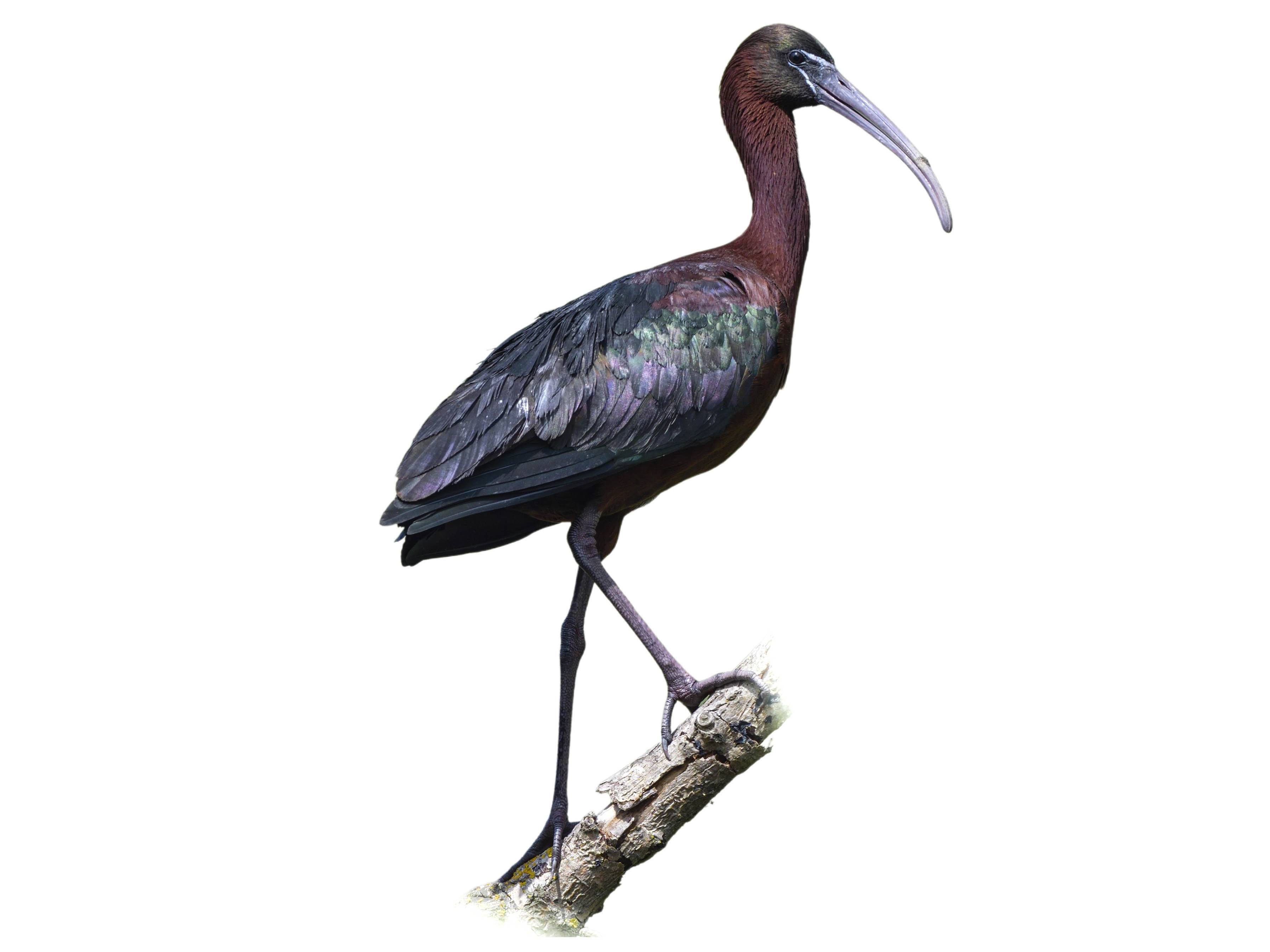 A photo of a Glossy Ibis (Plegadis falcinellus)