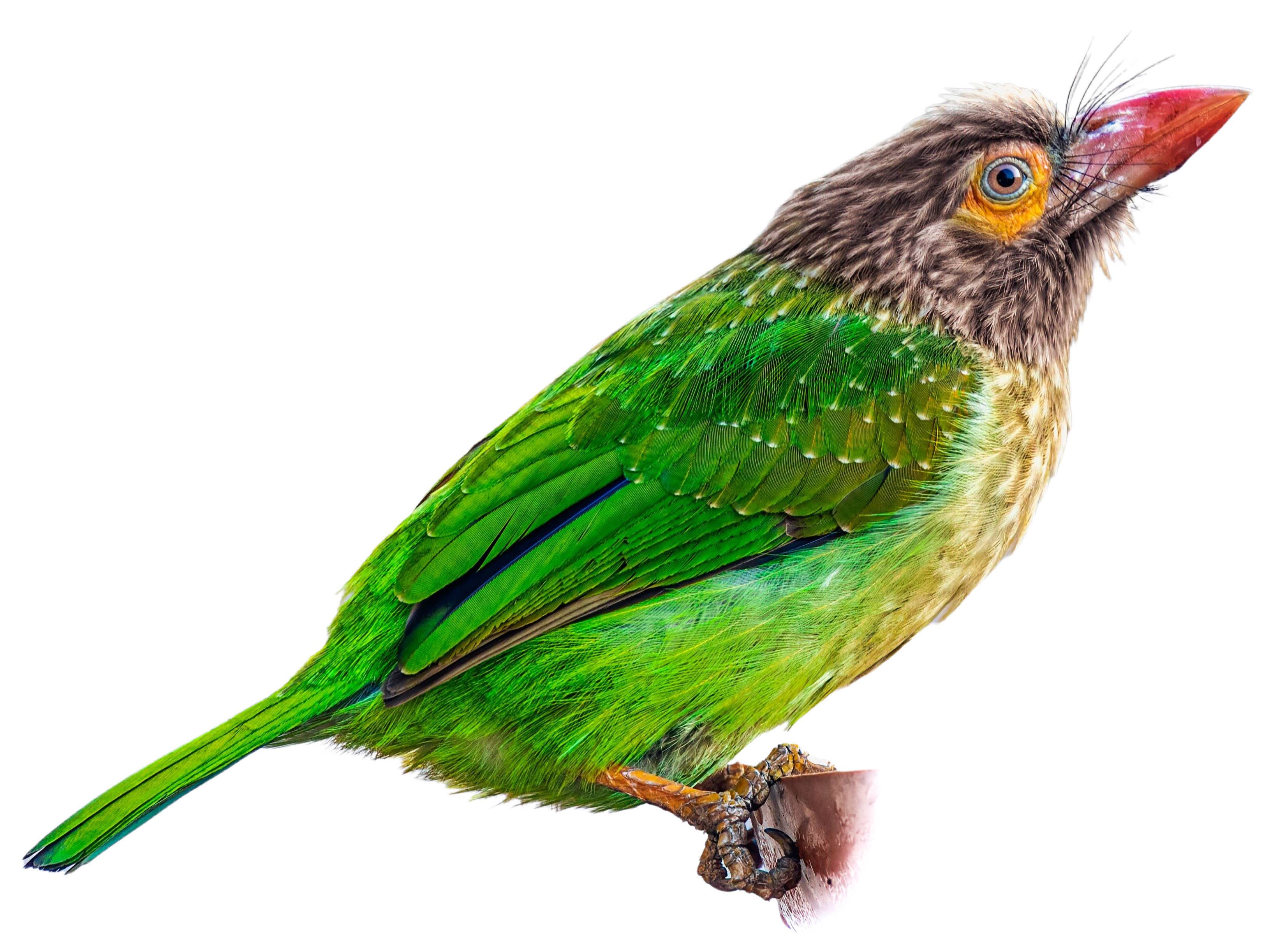 Birds Sieppo カルーナ×グリーン 0239 Brown-headed Barbet (Psilopogon zeylanicus) identification - Birda