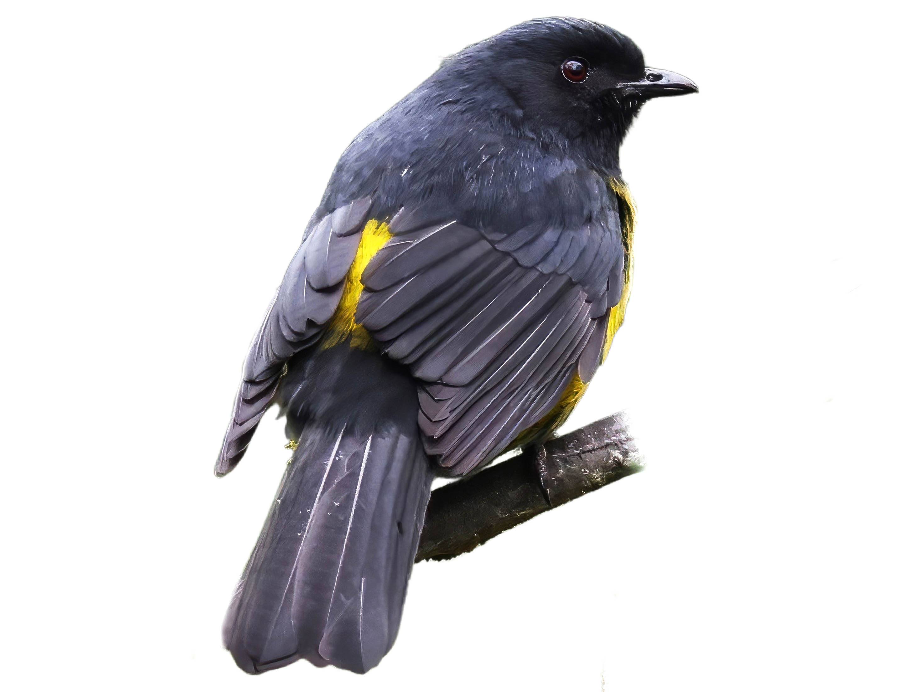 A photo of a Black-and-yellow Phainoptila (Phainoptila melanoxantha), male