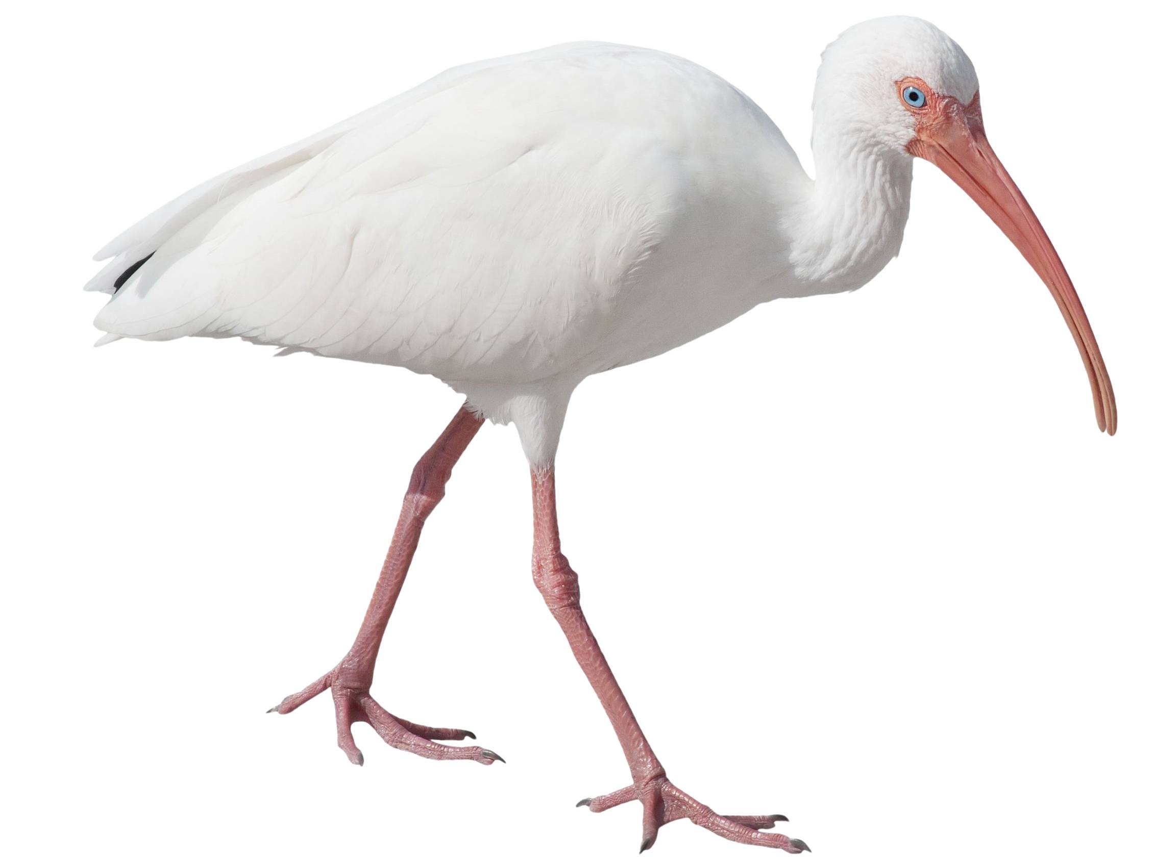 A photo of a American White Ibis (Eudocimus albus)