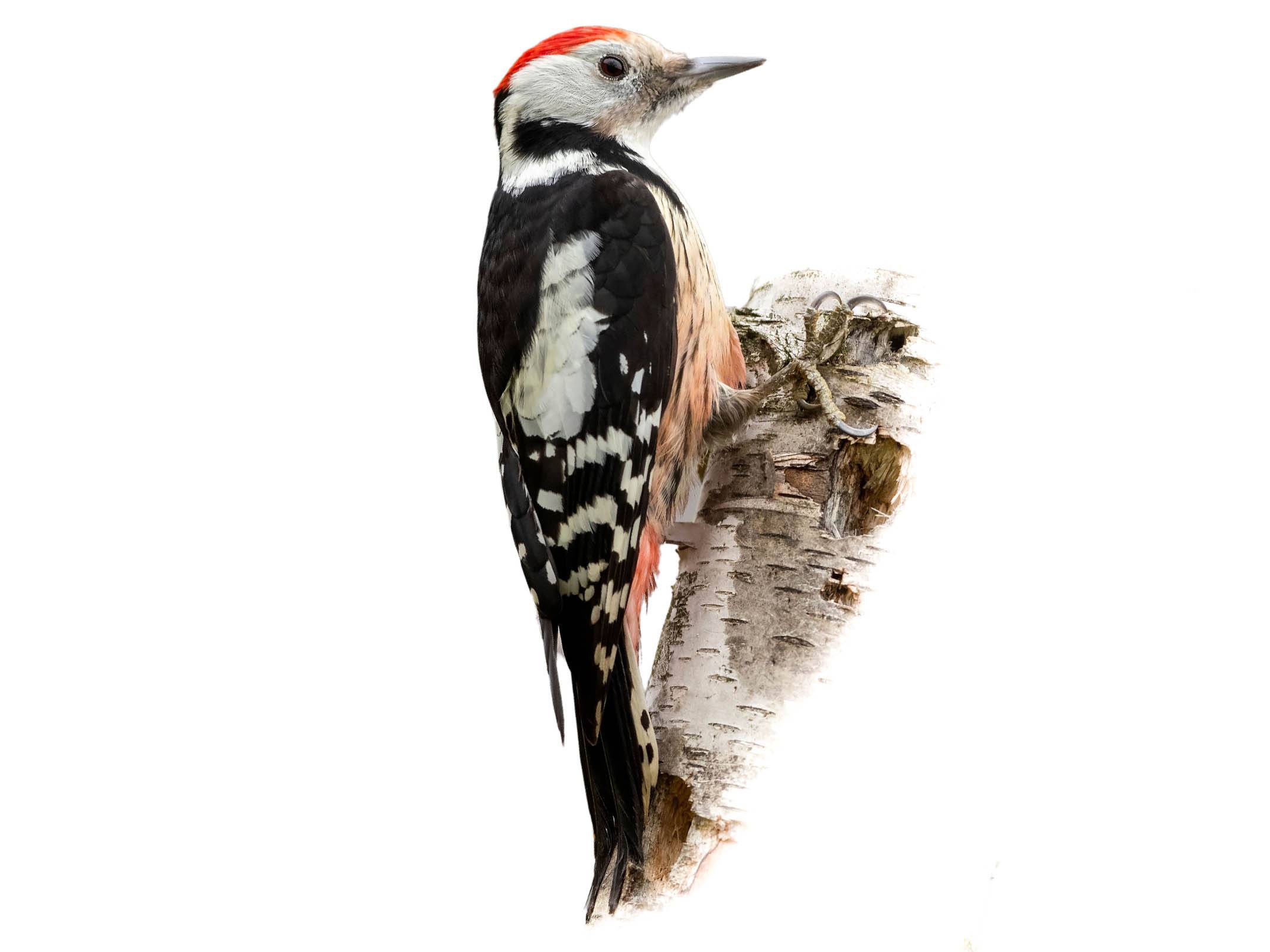 A photo of a Middle Spotted Woodpecker (Dendrocoptes medius), male