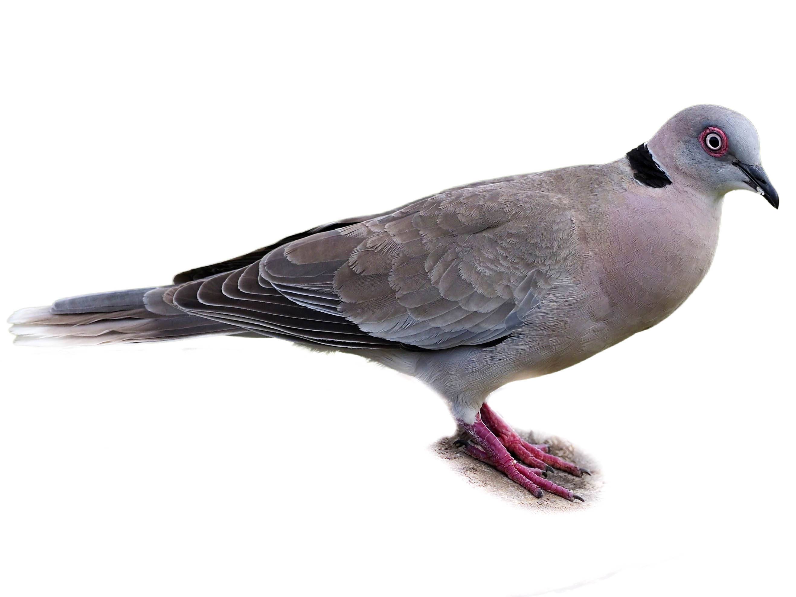 A photo of a Mourning Collared Dove (Streptopelia decipiens)