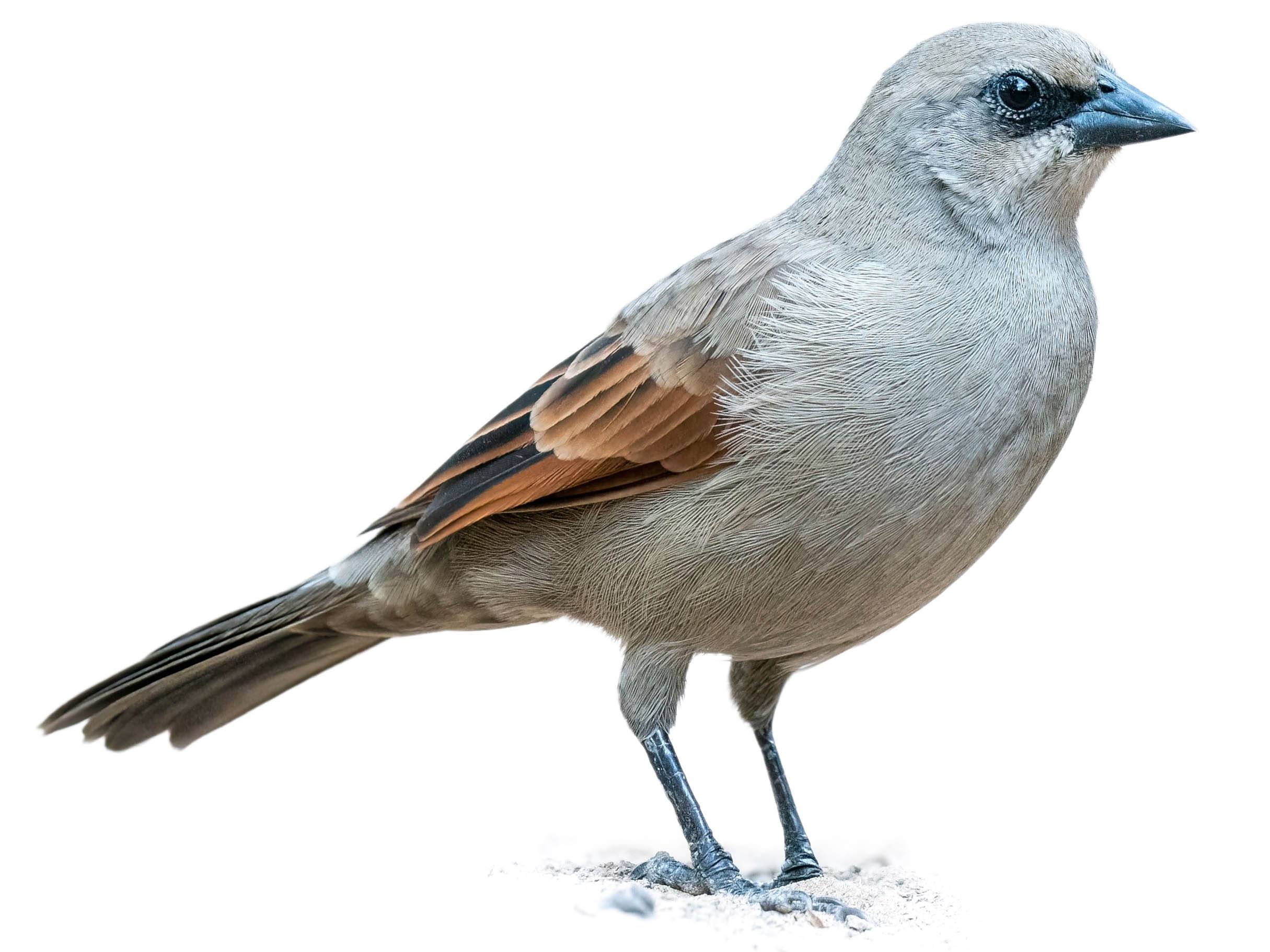 A photo of a Greyish Baywing (Agelaioides badius)