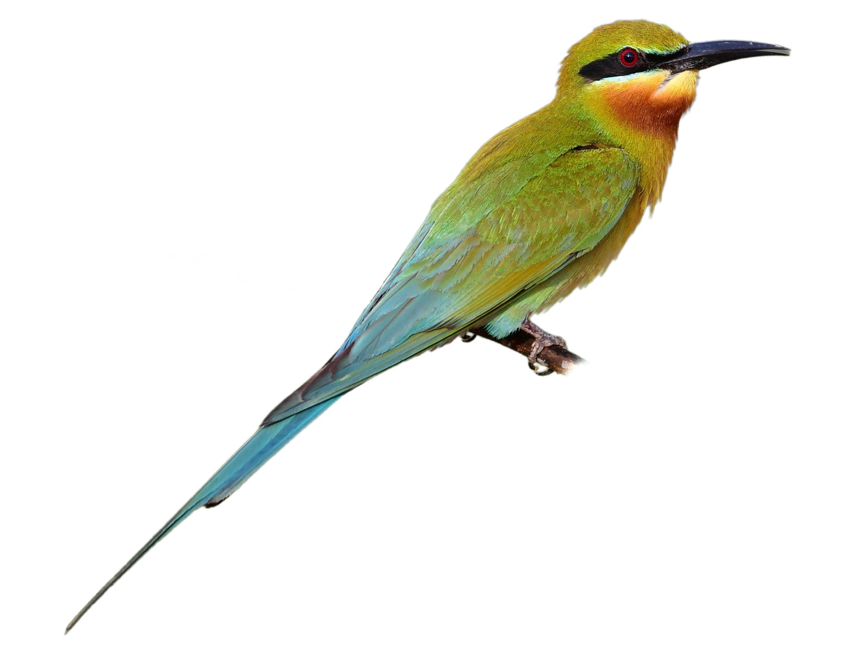 A photo of a Blue-tailed Bee-eater (Merops philippinus)