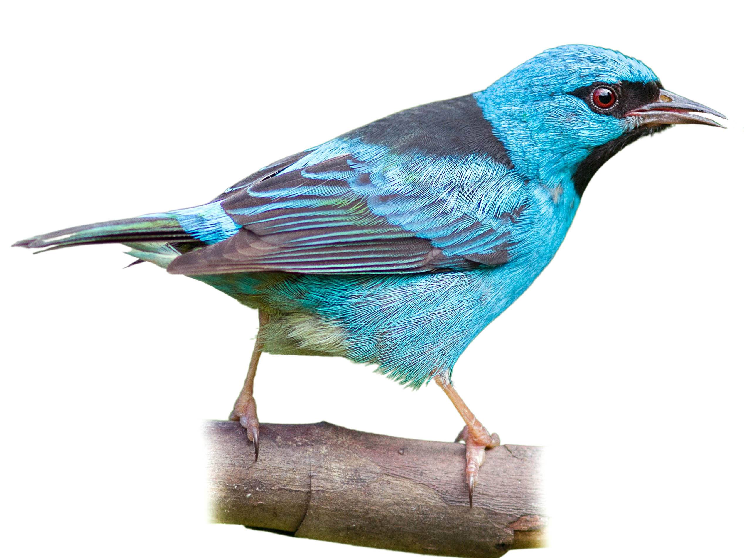 A photo of a Blue Dacnis (Dacnis cayana), male