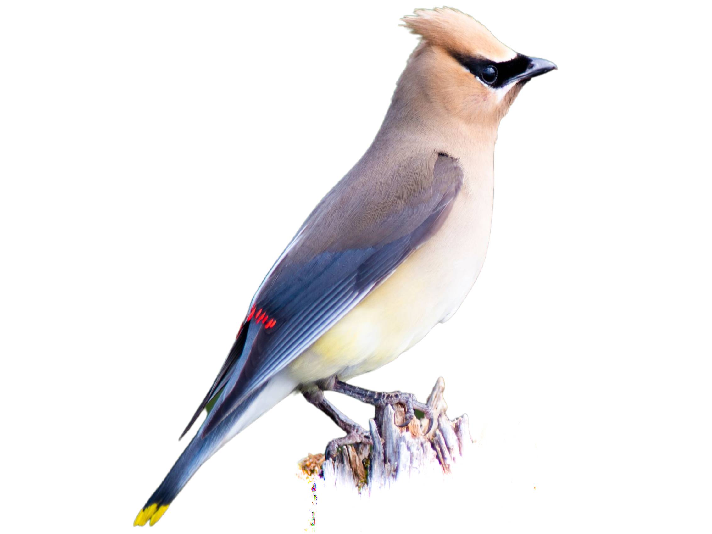 A photo of a Cedar Waxwing (Bombycilla cedrorum)