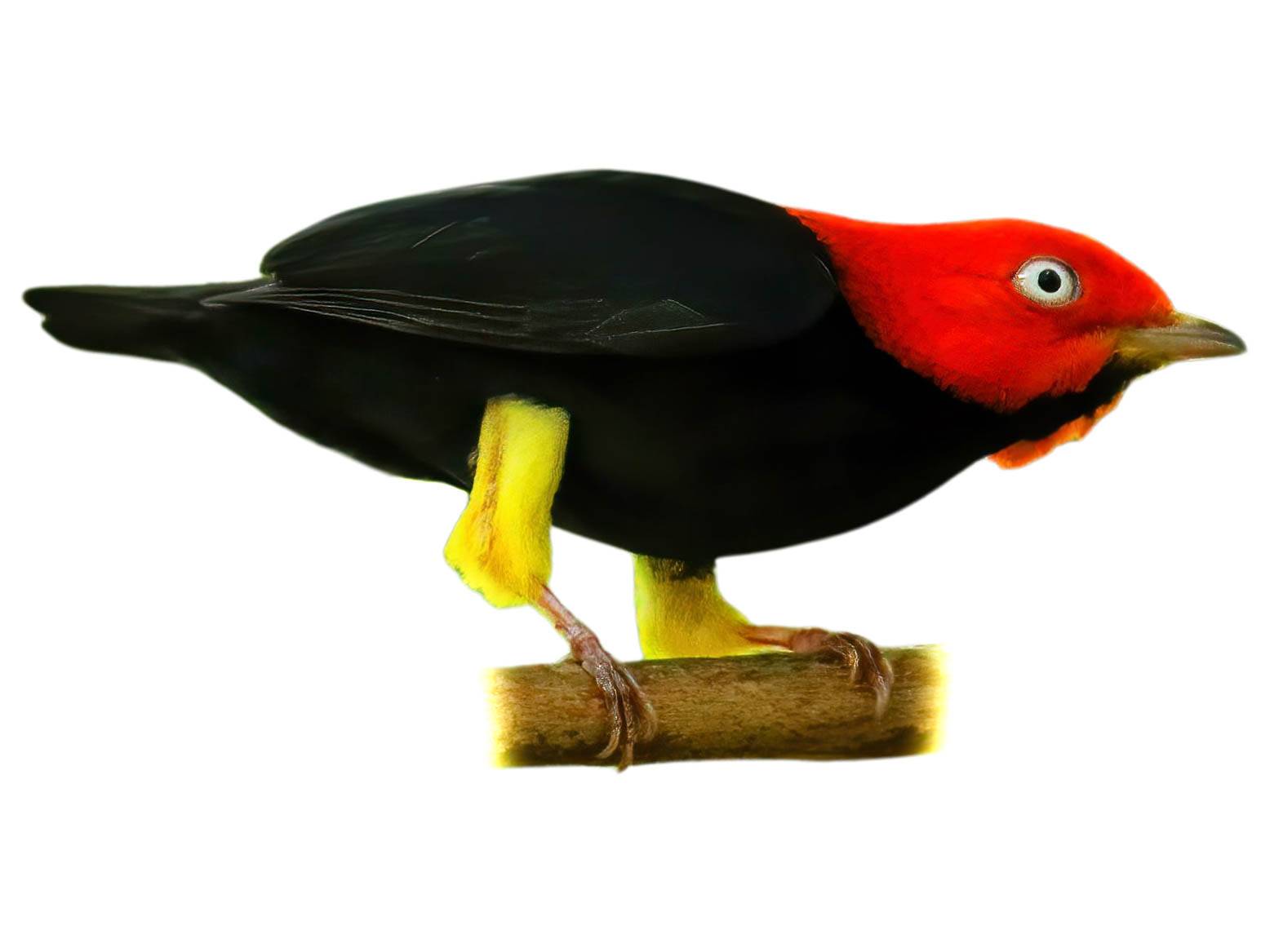 A photo of a Red-capped Manakin (Ceratopipra mentalis), male