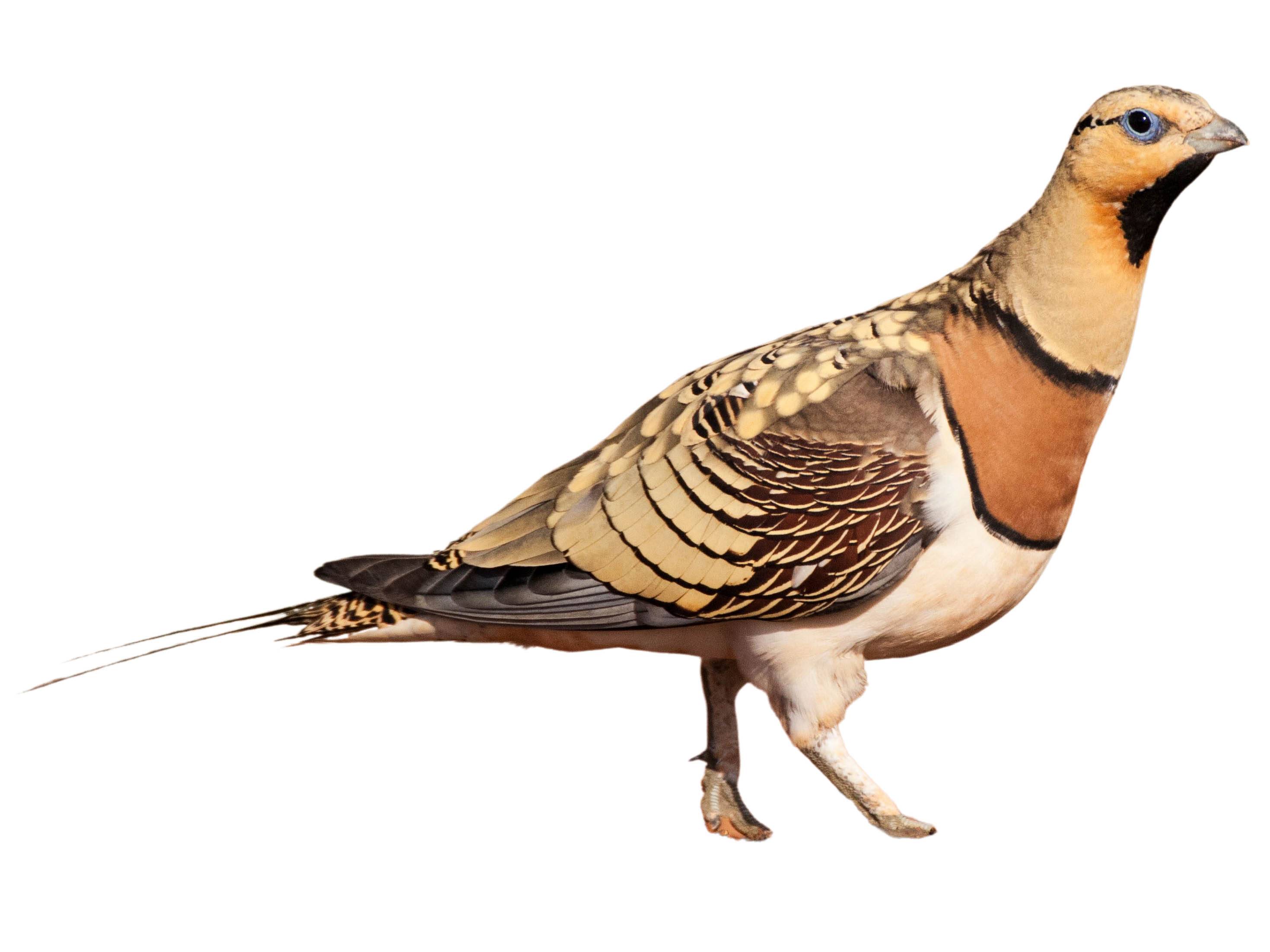 A photo of a Pin-tailed Sandgrouse (Pterocles alchata), male