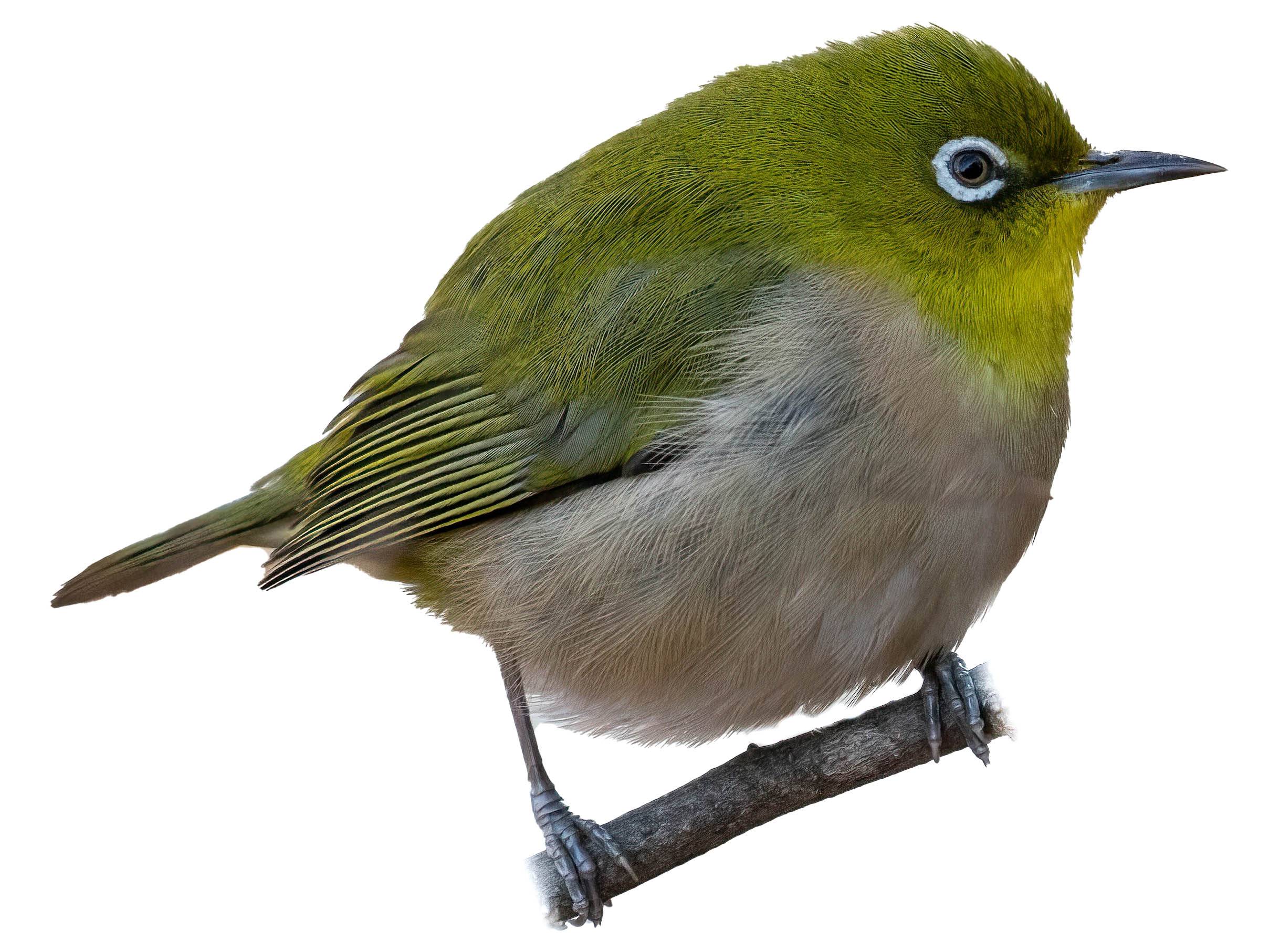 A photo of a Warbling White-eye (Zosterops japonicus)