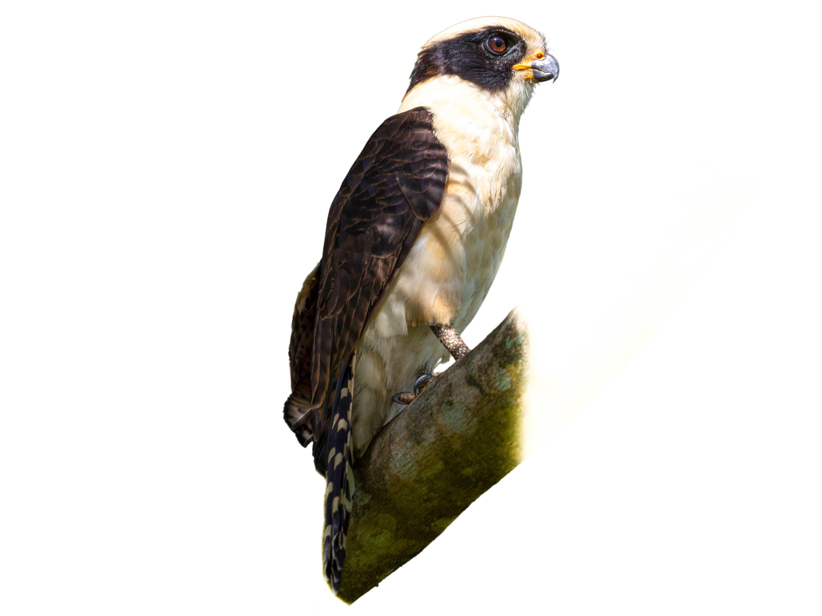 A photo of a Laughing Falcon (Herpetotheres cachinnans)