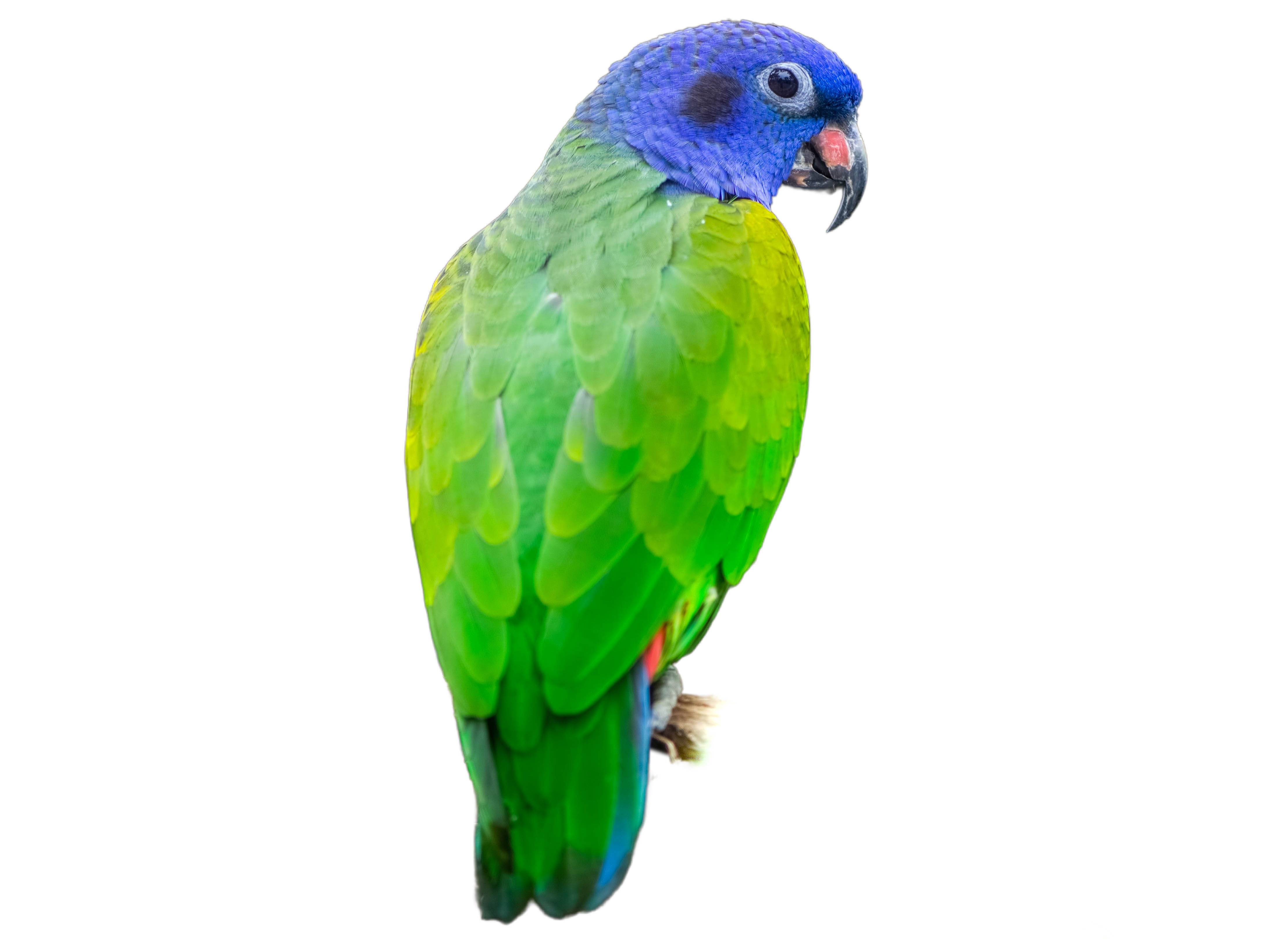 A photo of a Blue-headed Parrot (Pionus menstruus)