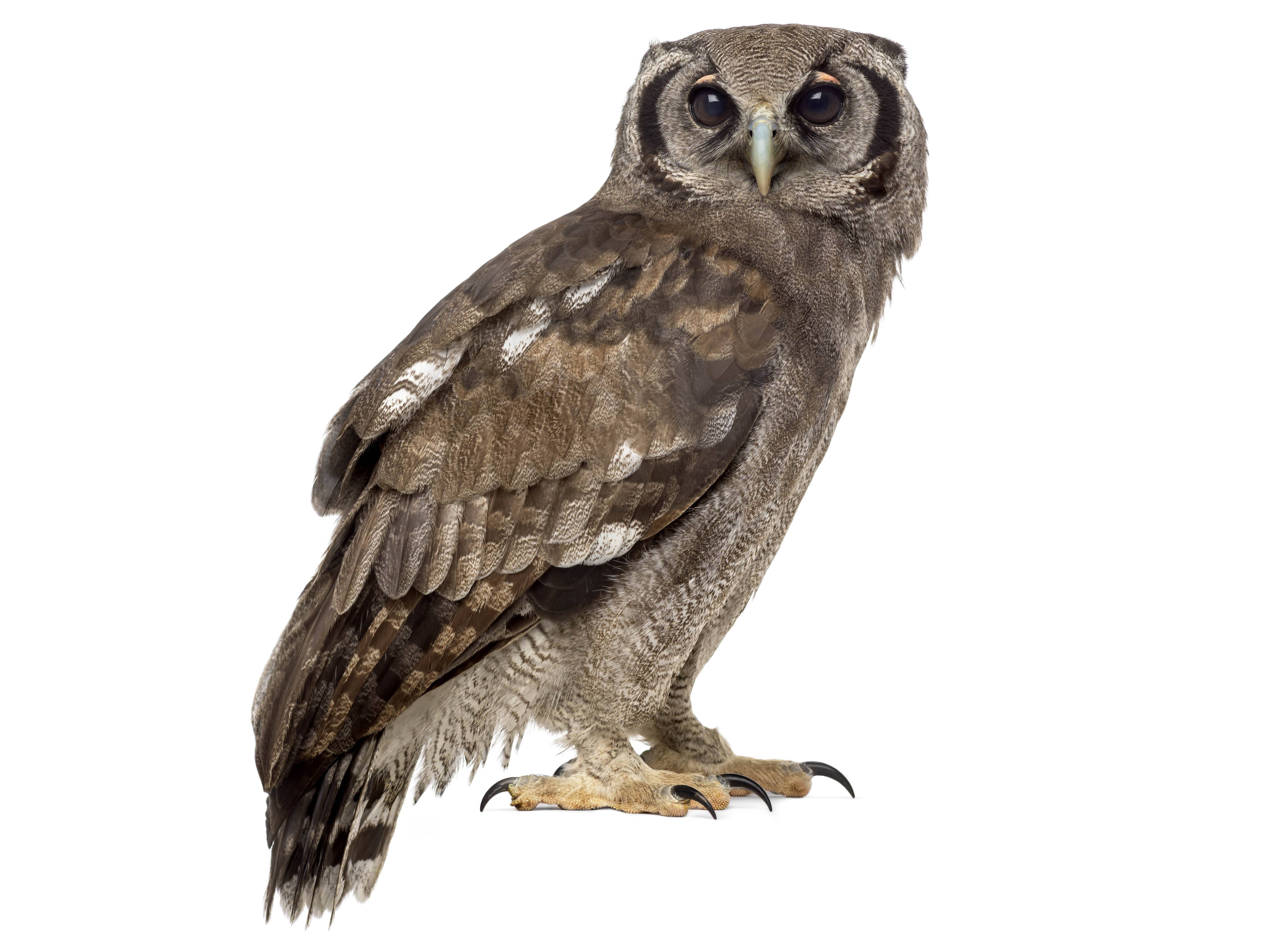 A photo of a Verreaux's Eagle-Owl (Bubo lacteus)