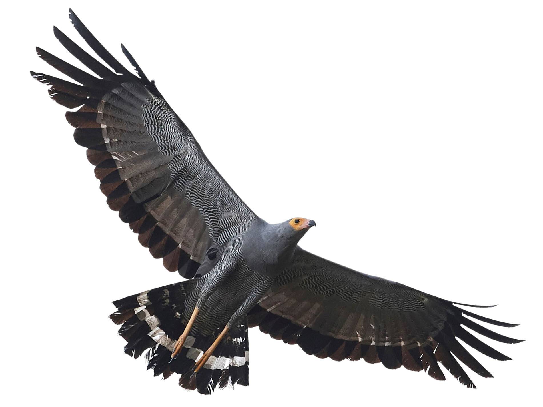 A photo of a African Harrier-Hawk (Polyboroides typus)