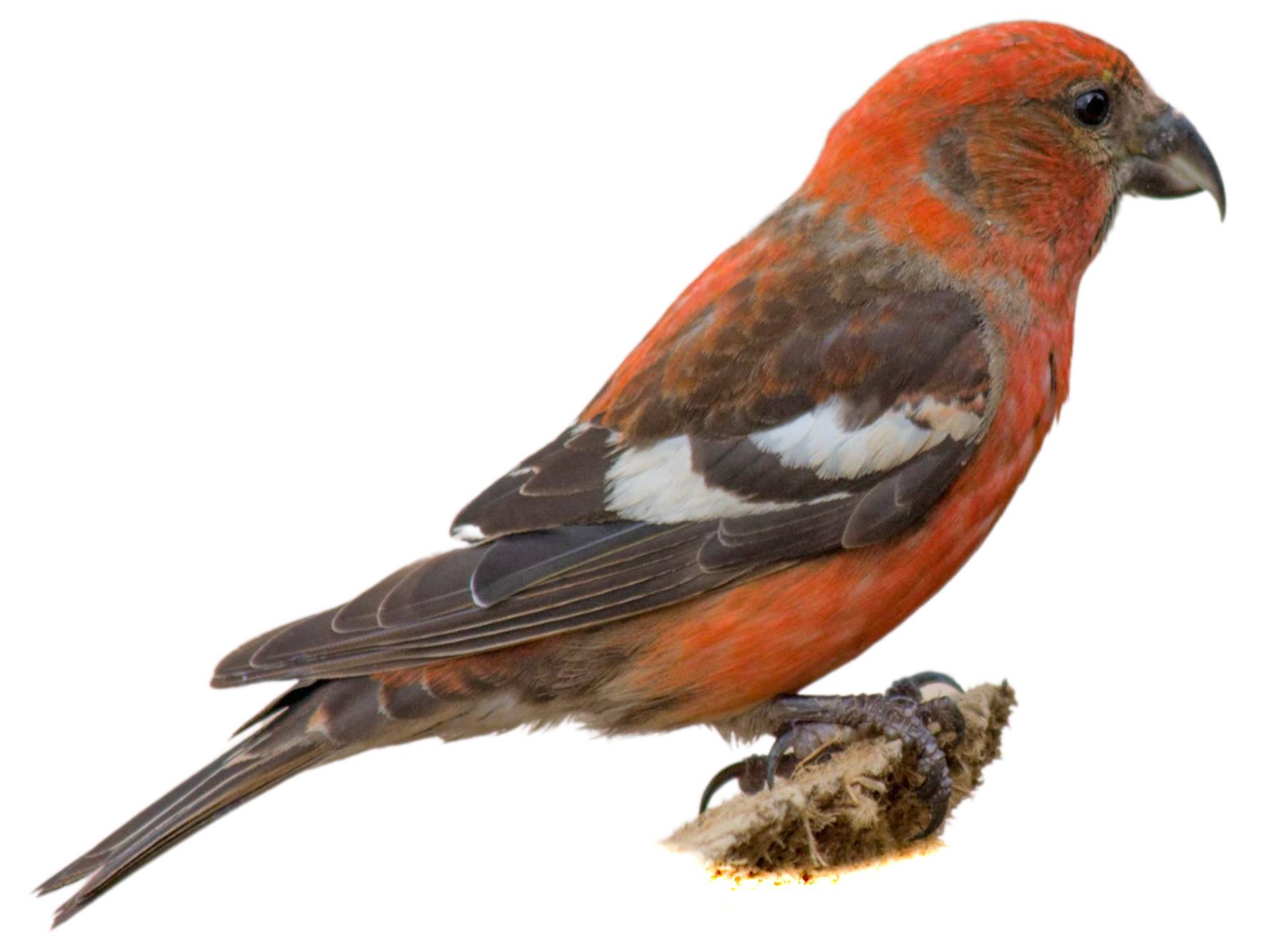 A photo of a Two-barred Crossbill (Loxia leucoptera), male