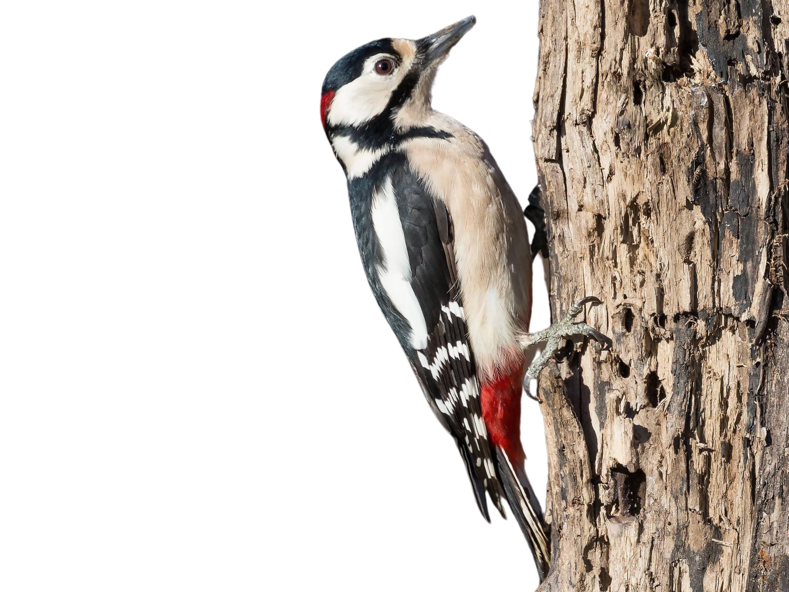 A photo of a Great Spotted Woodpecker (Dendrocopos major), male