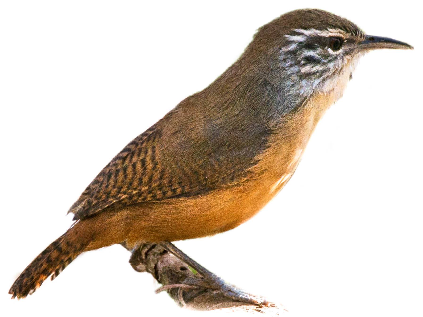 A photo of a Fawn-breasted Wren (Cantorchilus guarayanus)