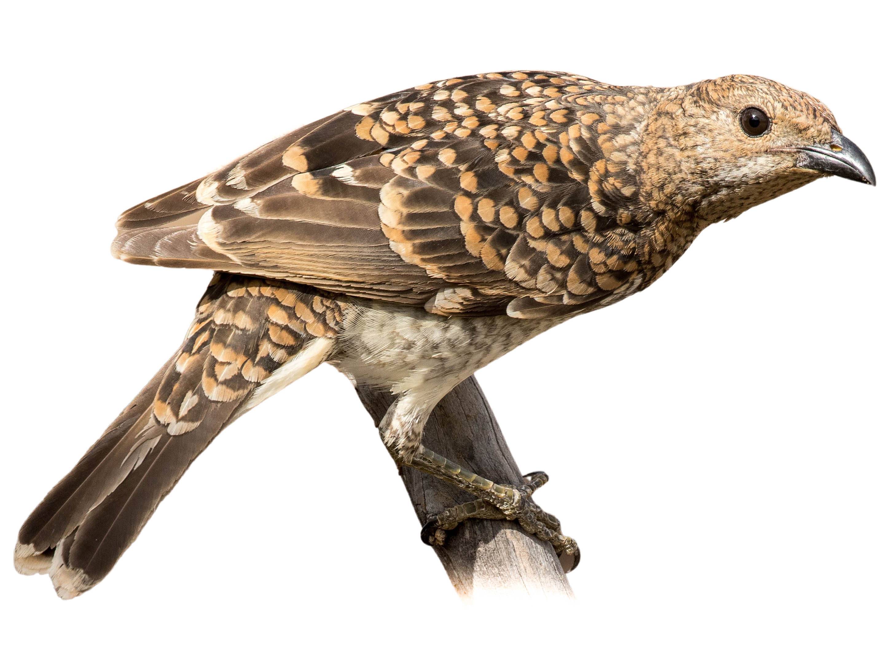 A photo of a Spotted Bowerbird (Chlamydera maculata)