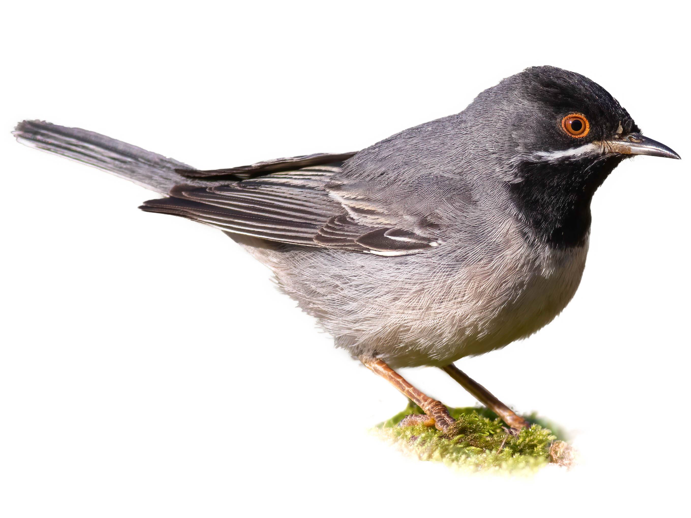 A photo of a Rüppell's Warbler (Curruca ruppeli), male