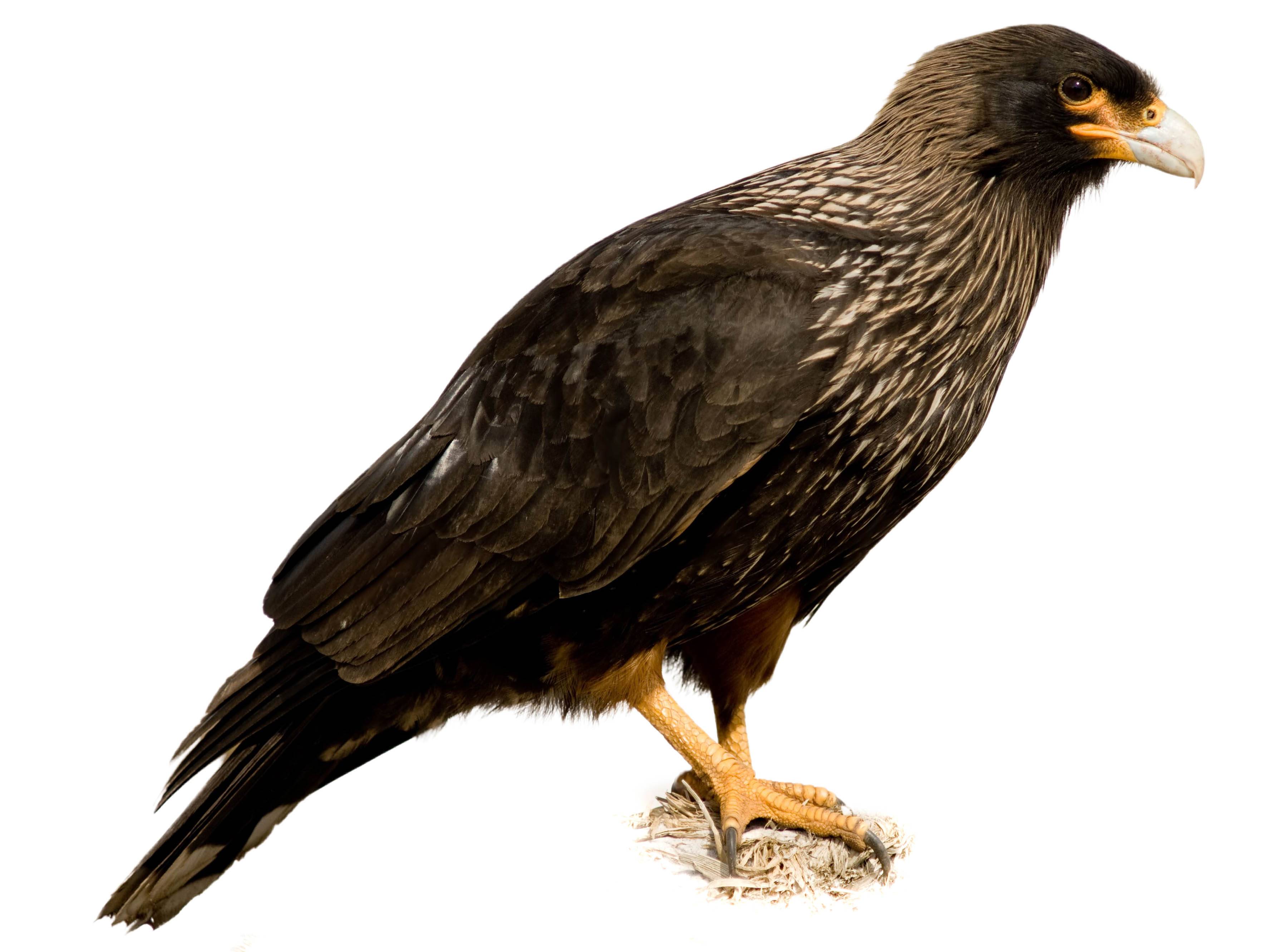 A photo of a Striated Caracara (Phalcoboenus australis)