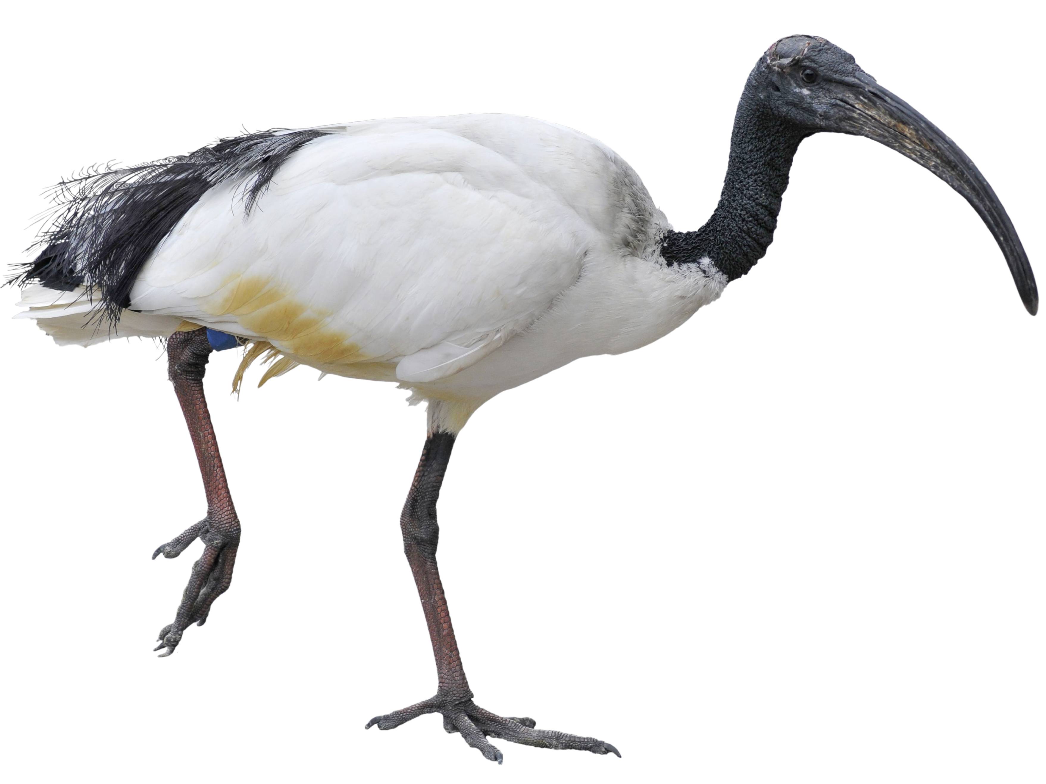 ドクターイビス Dr.ibis African Sacred Ibis (Threskiornis aethiopicus) identification - Birda