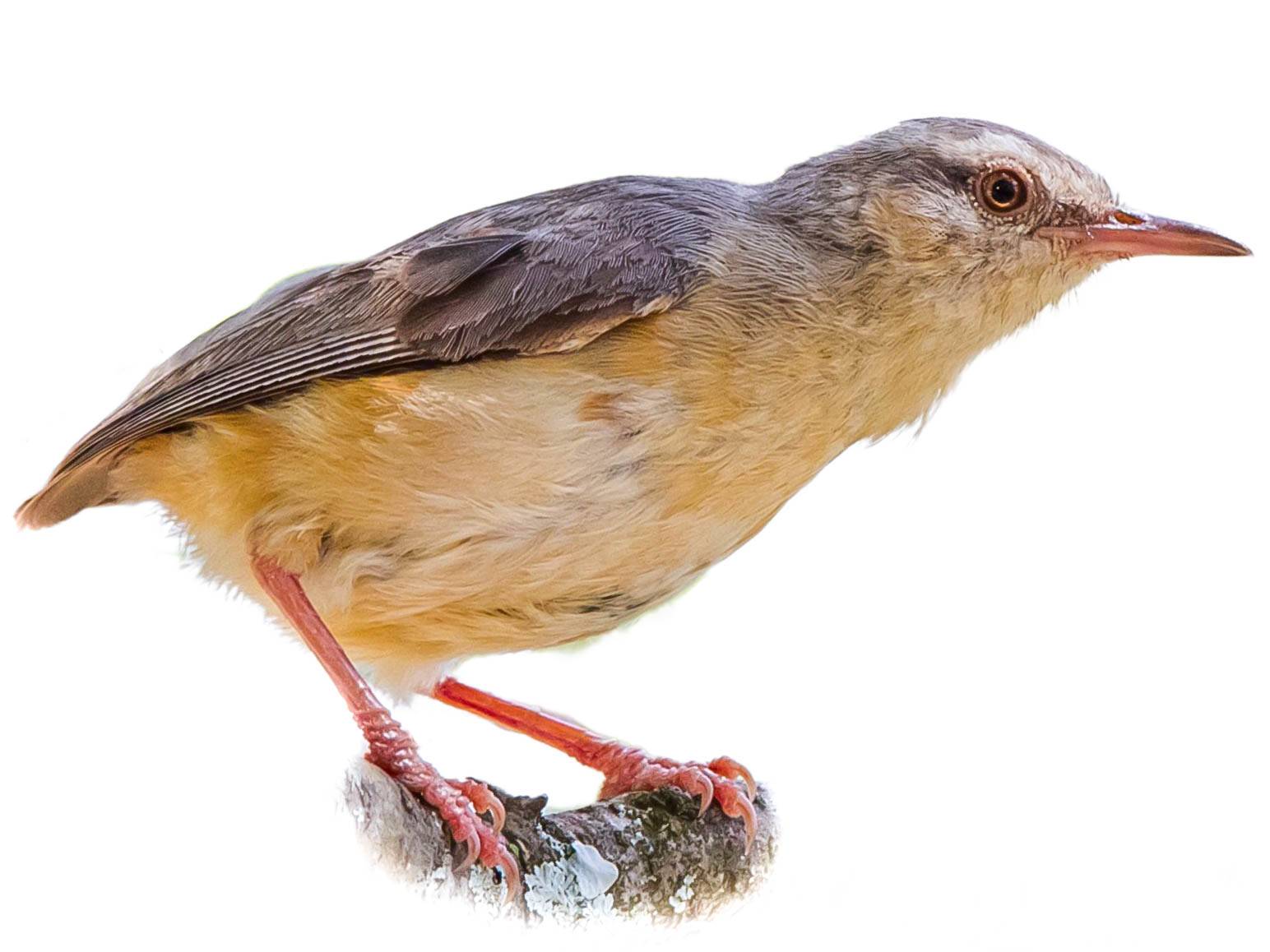 A photo of a Long-billed Crombec (Sylvietta rufescens)