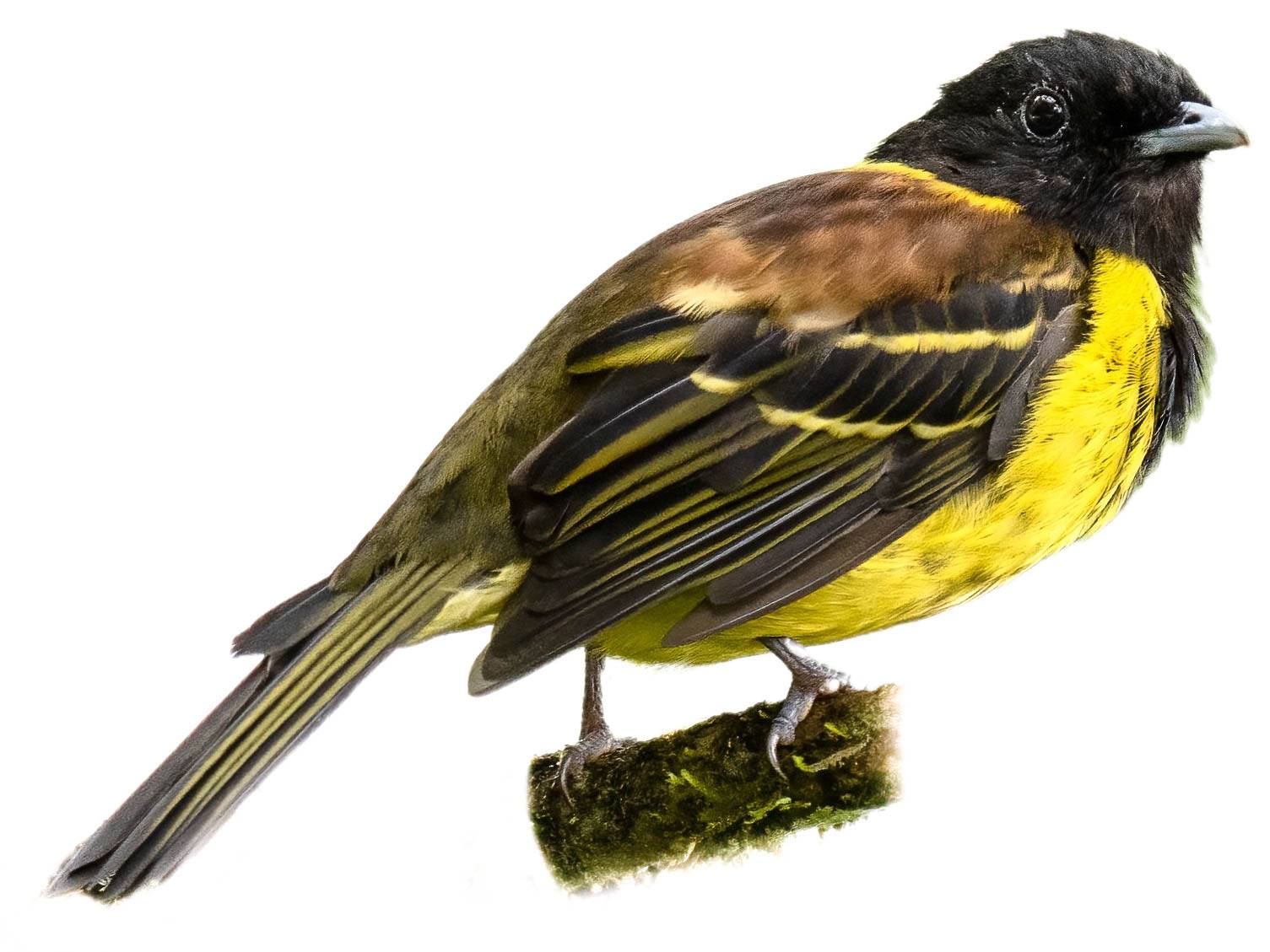 A photo of a Hooded Berryeater (Carpornis cucullata)