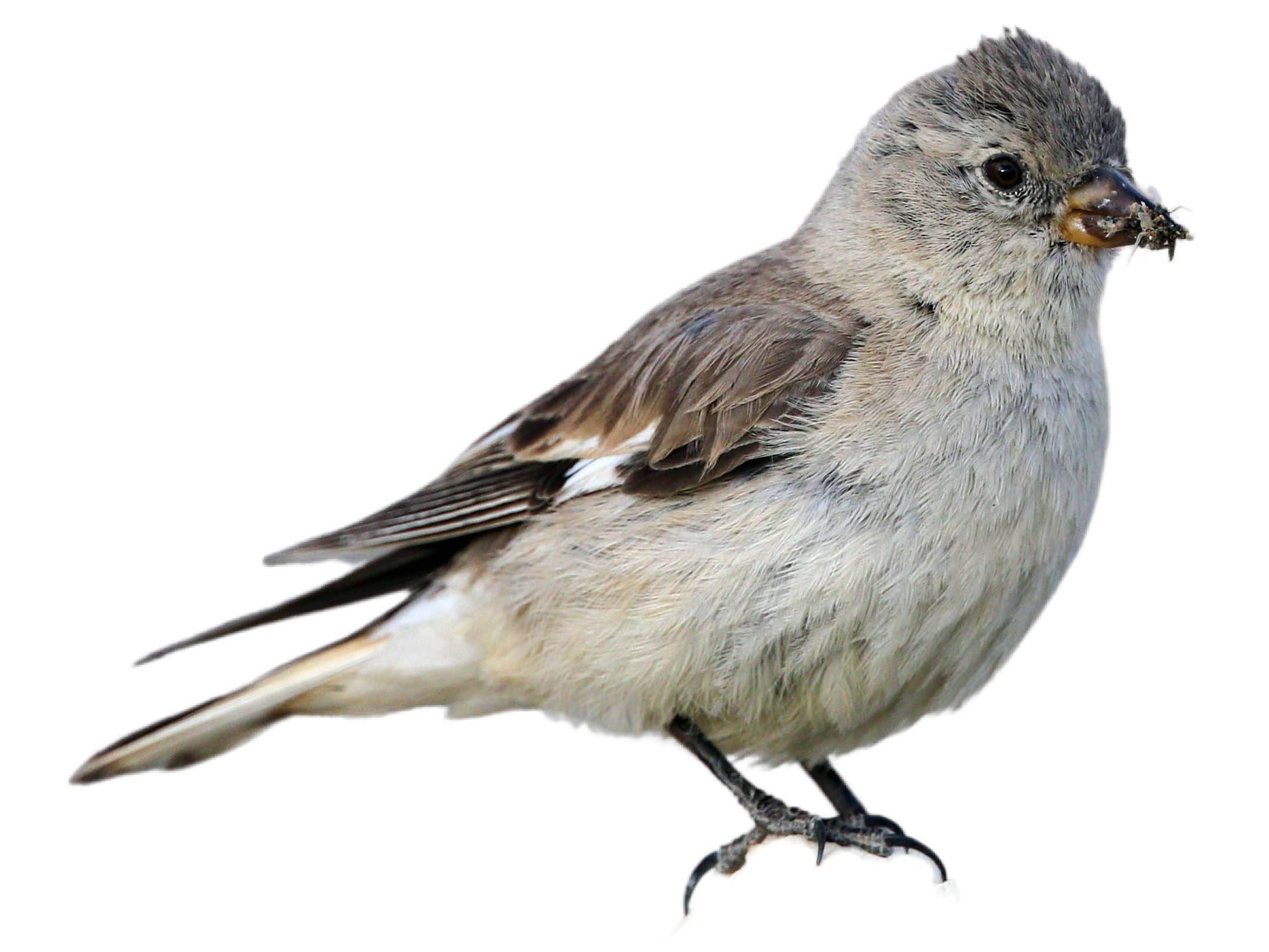 A photo of a Black-winged Snowfinch (Montifringilla adamsi)