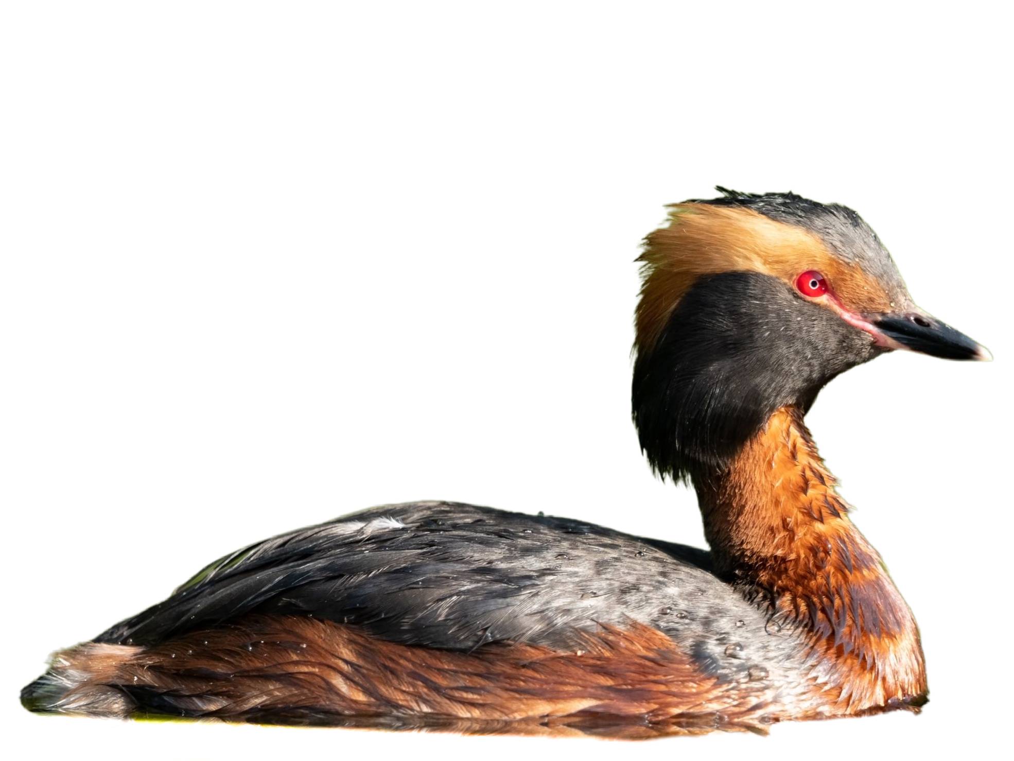 A photo of a Horned Grebe (Podiceps auritus)