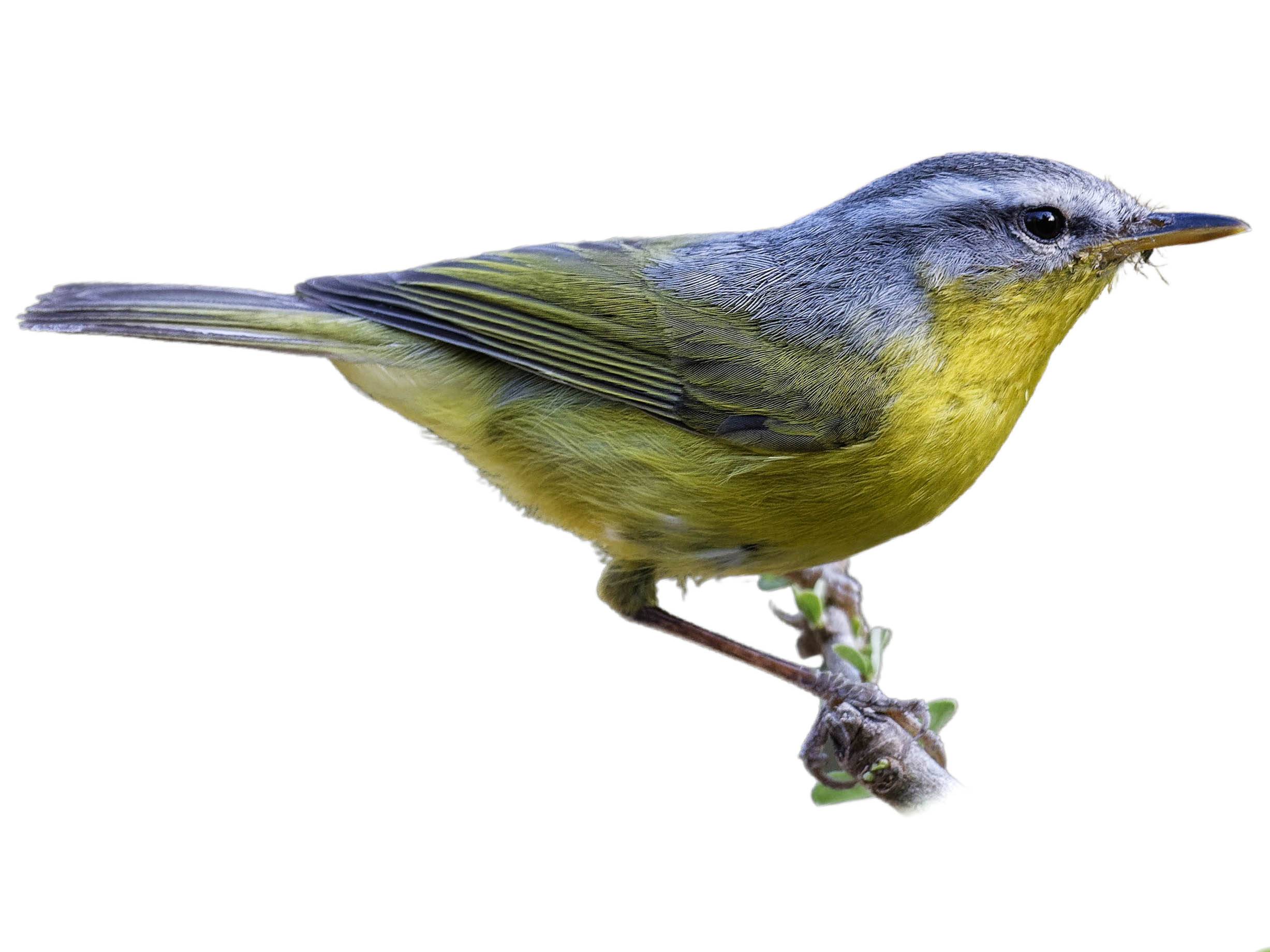 A photo of a Grey-hooded Warbler (Phylloscopus xanthoschistos)