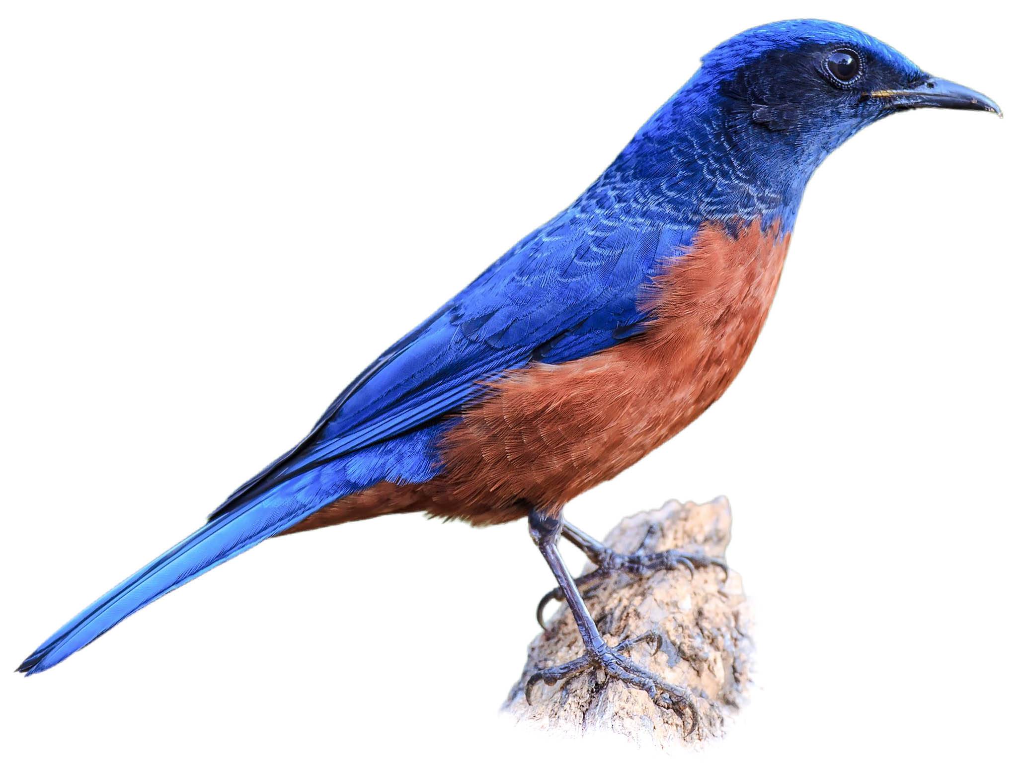 A photo of a Chestnut-bellied Rock Thrush (Monticola rufiventris), male