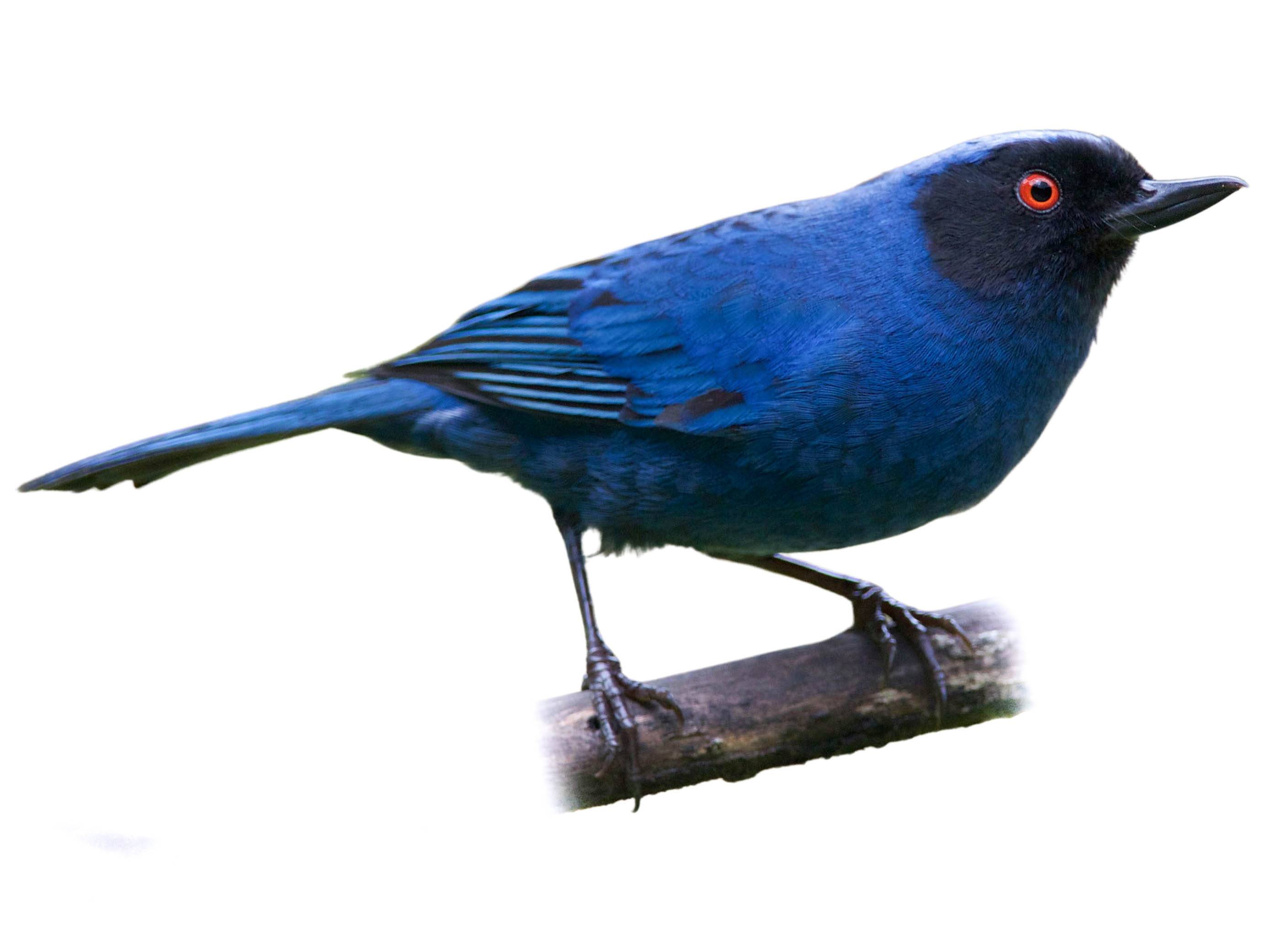 A photo of a Masked Flowerpiercer (Diglossa cyanea)