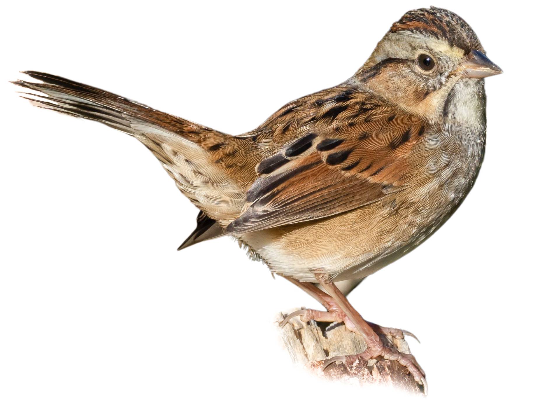 A photo of a Swamp Sparrow (Melospiza georgiana)