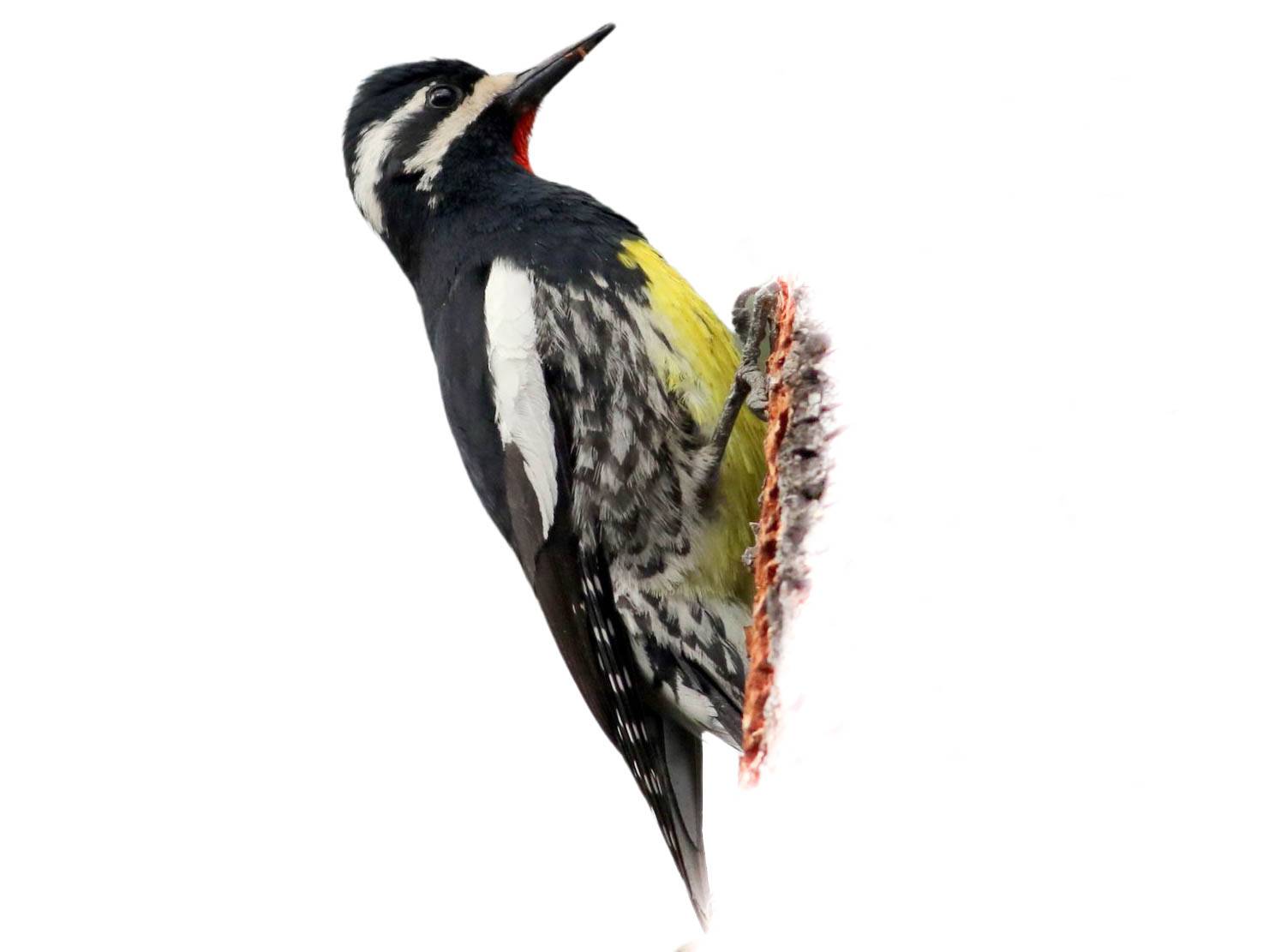 A photo of a Williamson's Sapsucker (Sphyrapicus thyroideus), male