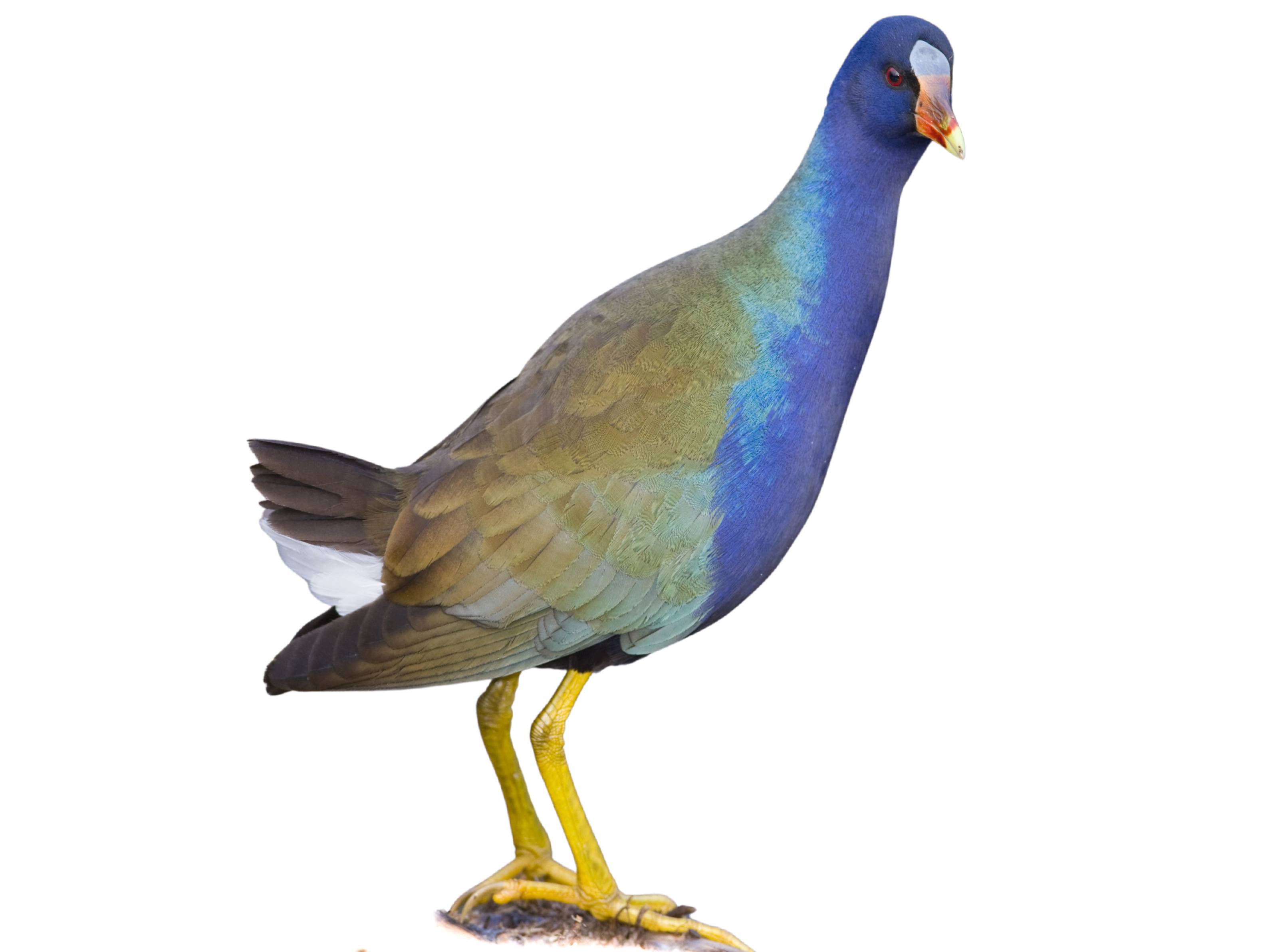 A photo of a Purple Gallinule (Porphyrio martinica)