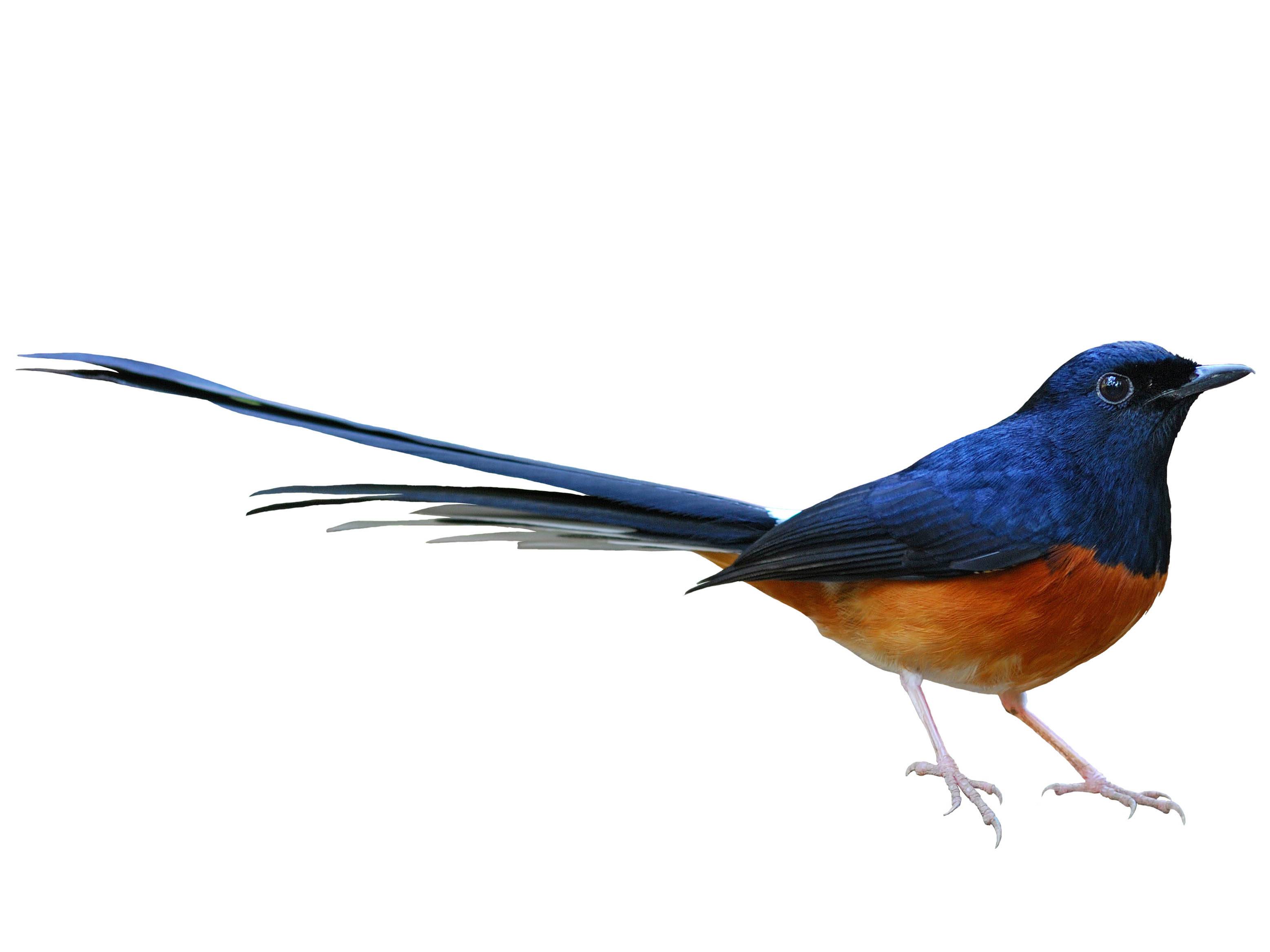 A photo of a White-rumped Shama (Copsychus malabaricus), male