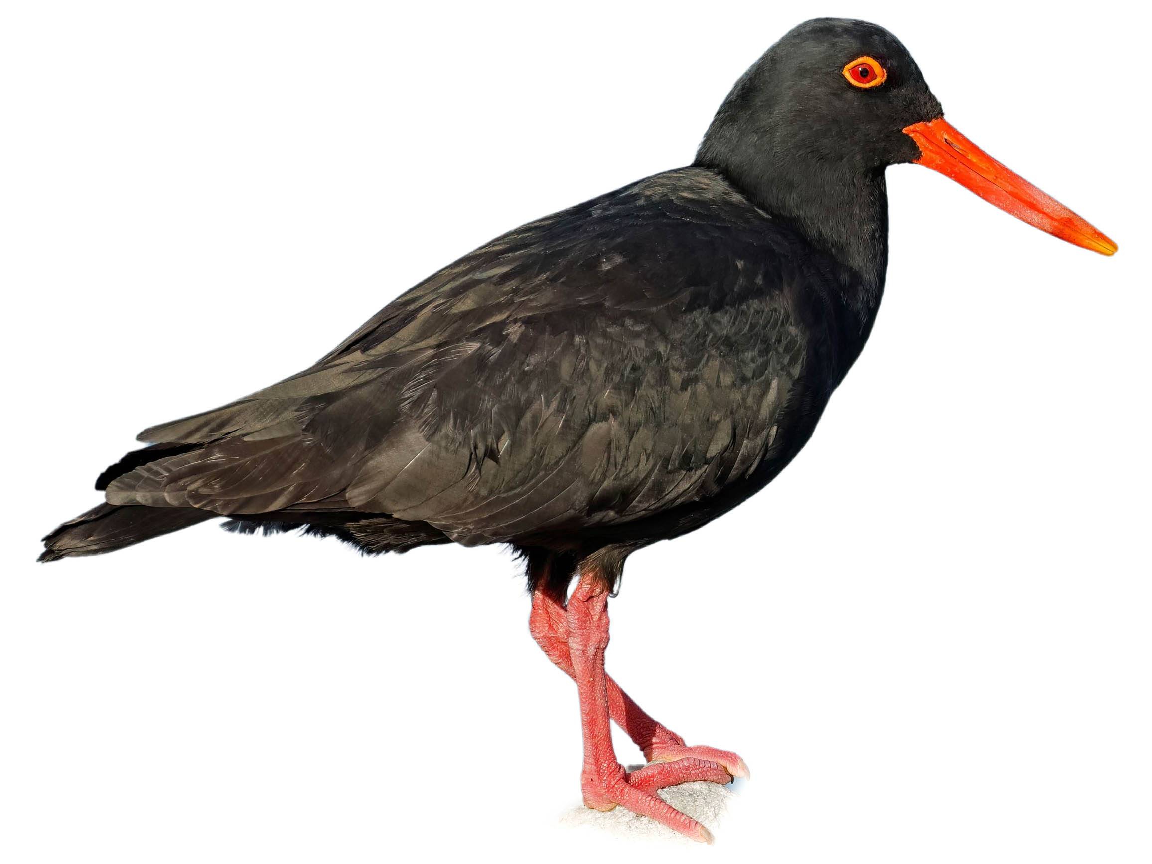 A photo of a African Oystercatcher (Haematopus moquini)