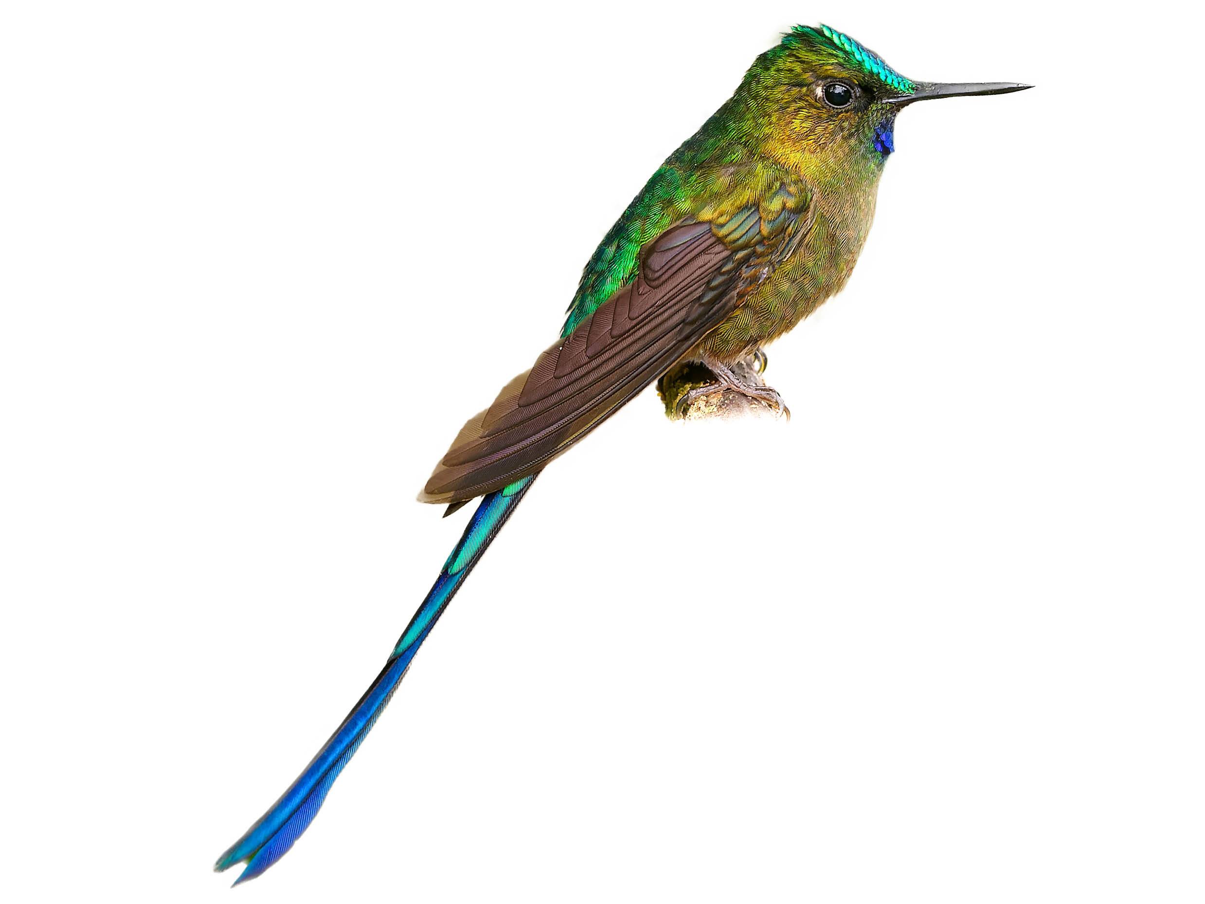 A photo of a Violet-tailed Sylph (Aglaiocercus coelestis), male