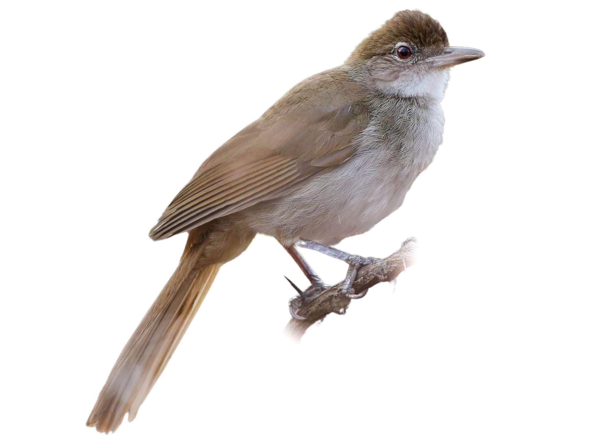 A photo of a Terrestrial Brownbul (Phyllastrephus terrestris)