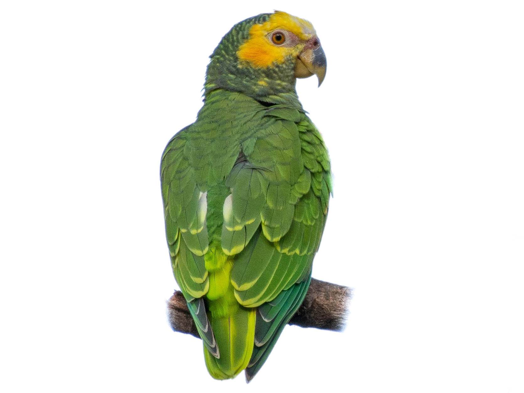 A photo of a Yellow-faced Parrot (Alipiopsitta xanthops)