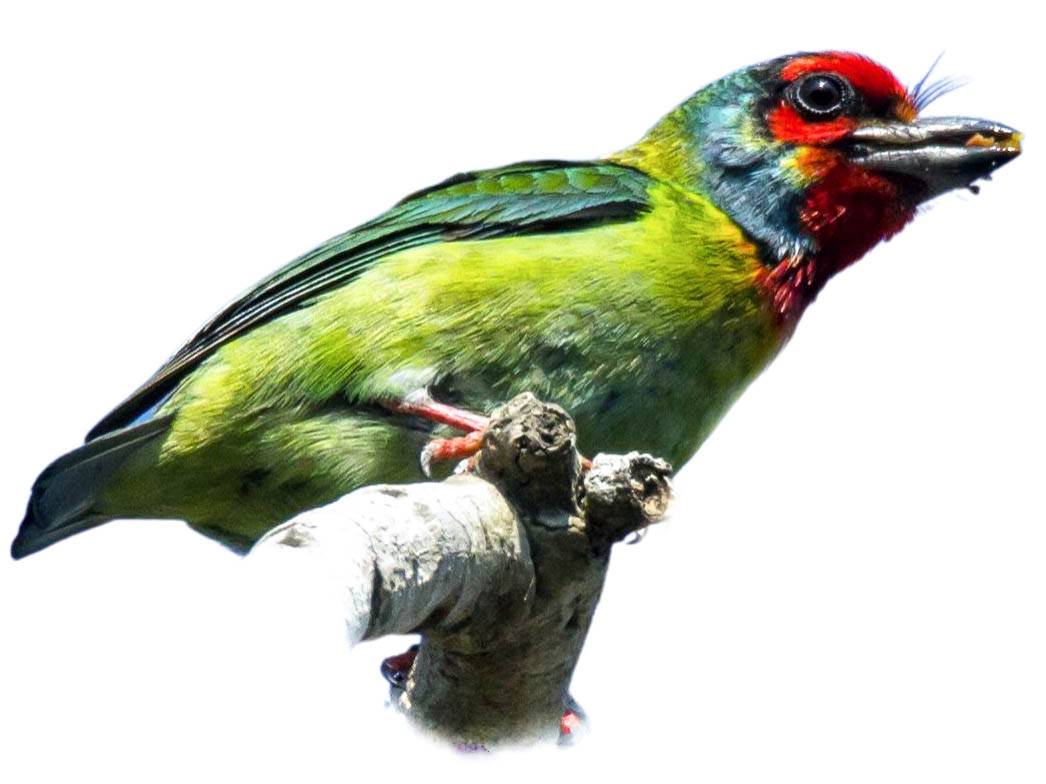 A photo of a Malabar Barbet (Psilopogon malabaricus)