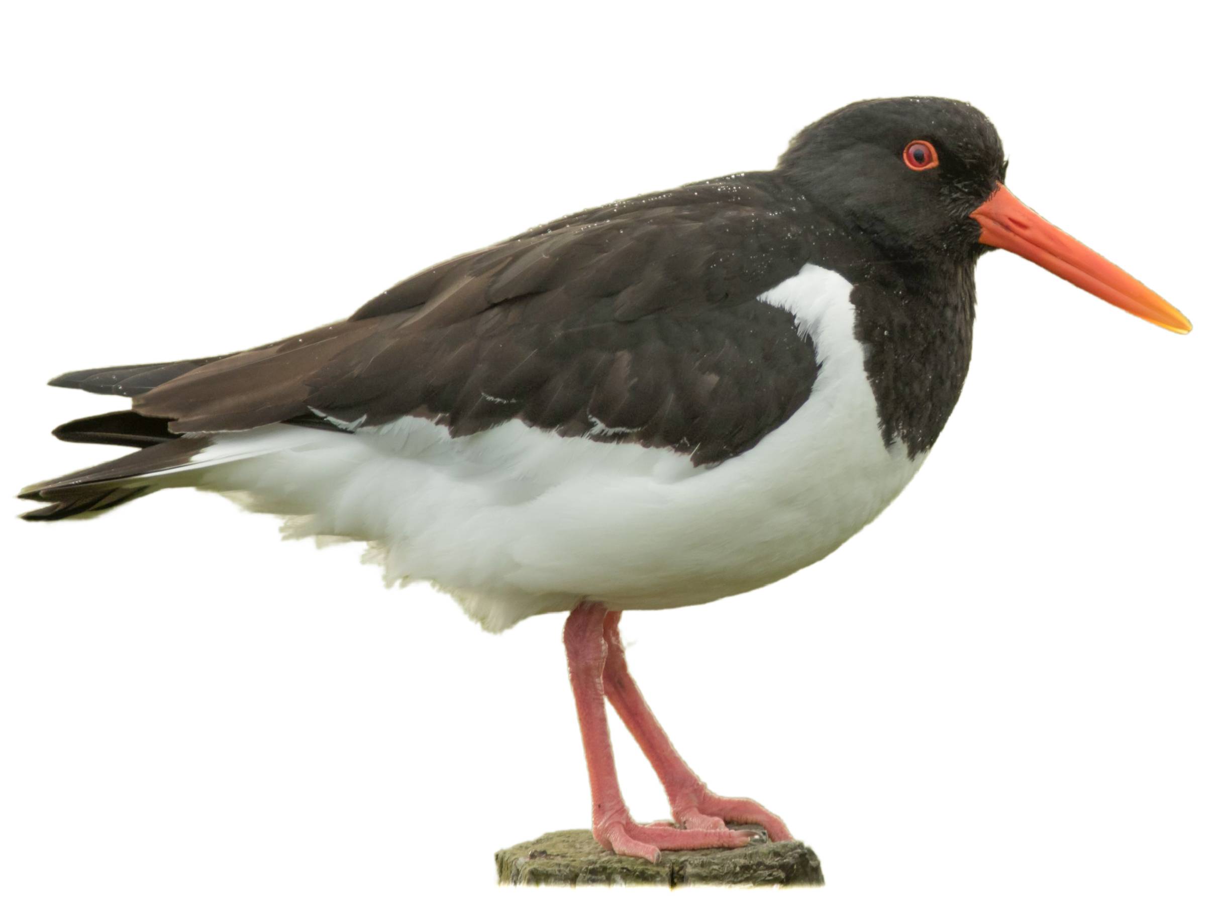 A photo of a Eurasian Oystercatcher (Haematopus ostralegus)