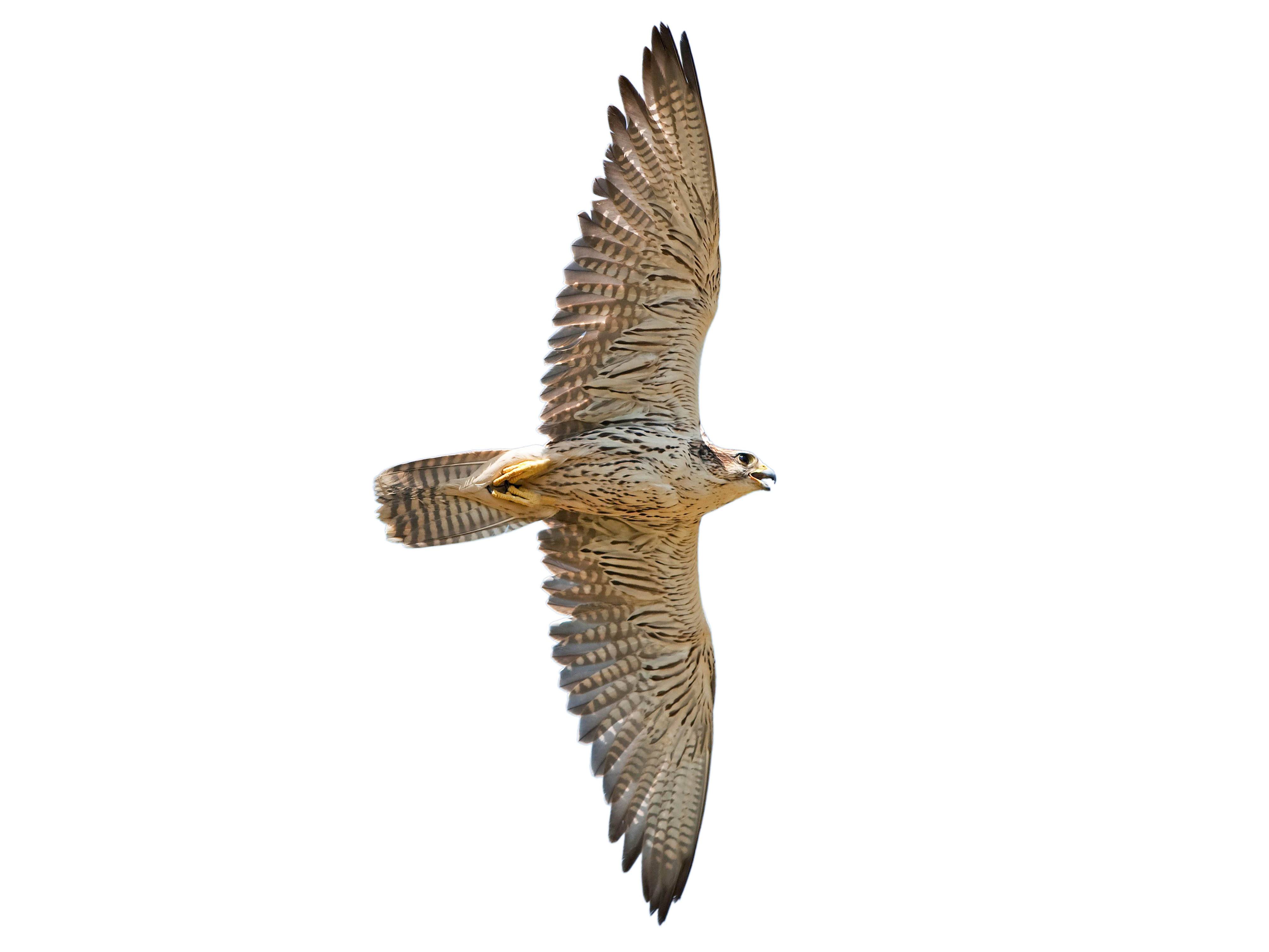 A photo of a Saker Falcon (Falco cherrug)