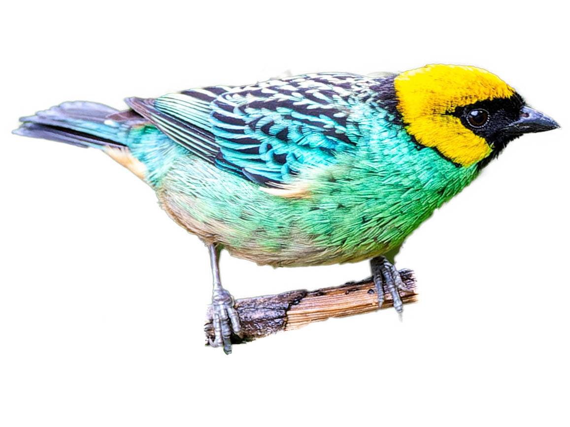 A photo of a Saffron-crowned Tanager (Tangara xanthocephala)