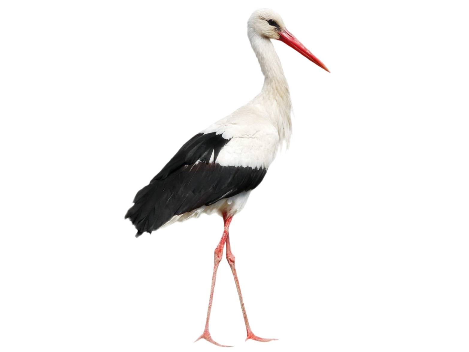 A photo of a White Stork (Ciconia ciconia)