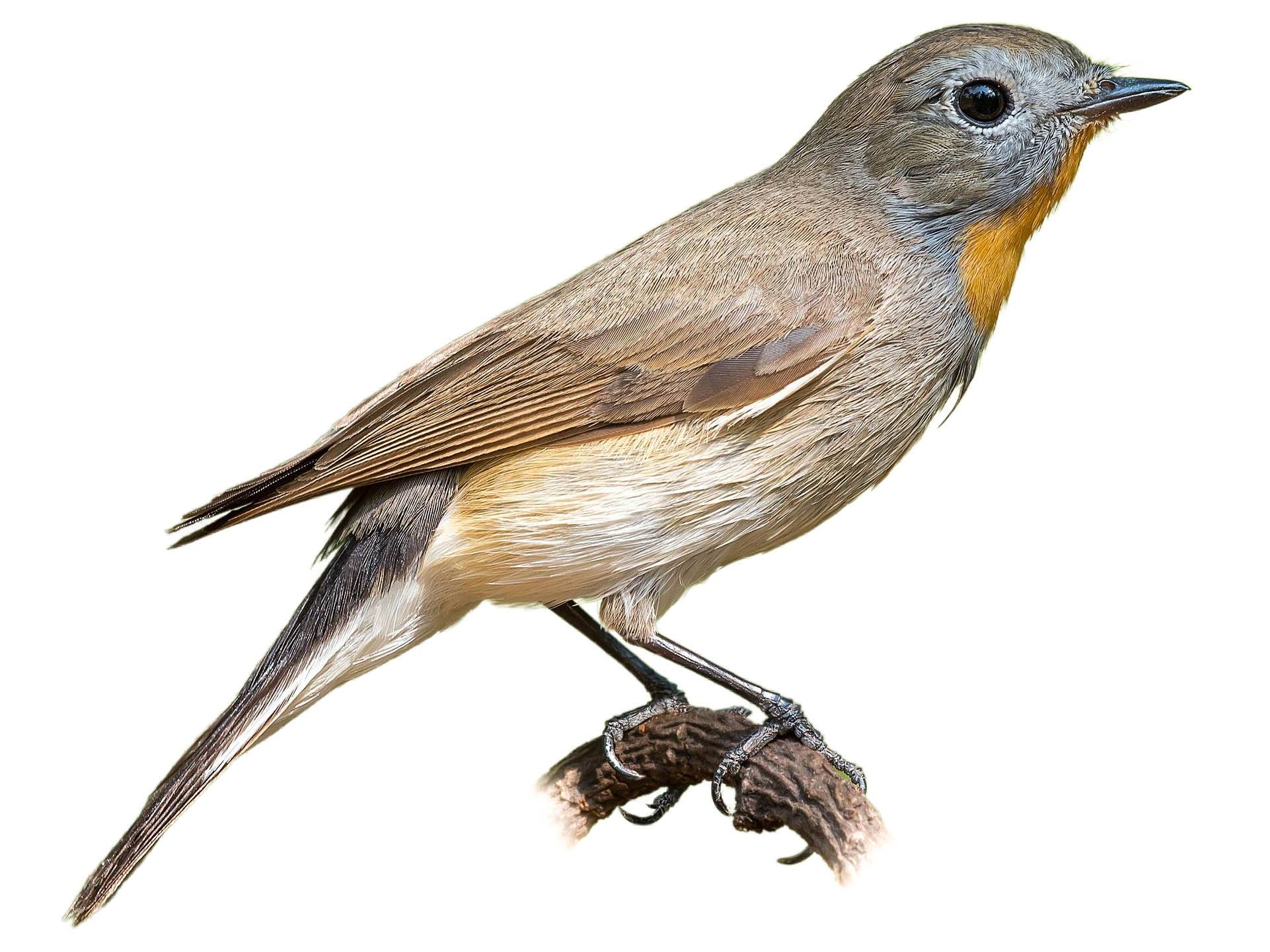 A photo of a Taiga Flycatcher (Ficedula albicilla), male