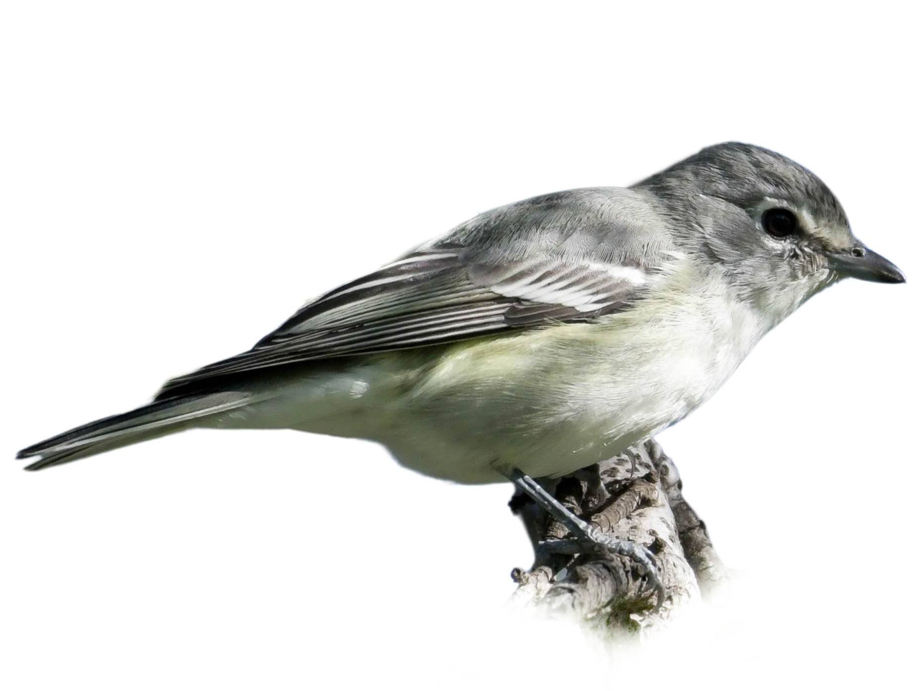 A photo of a Plumbeous Vireo (Vireo plumbeus)