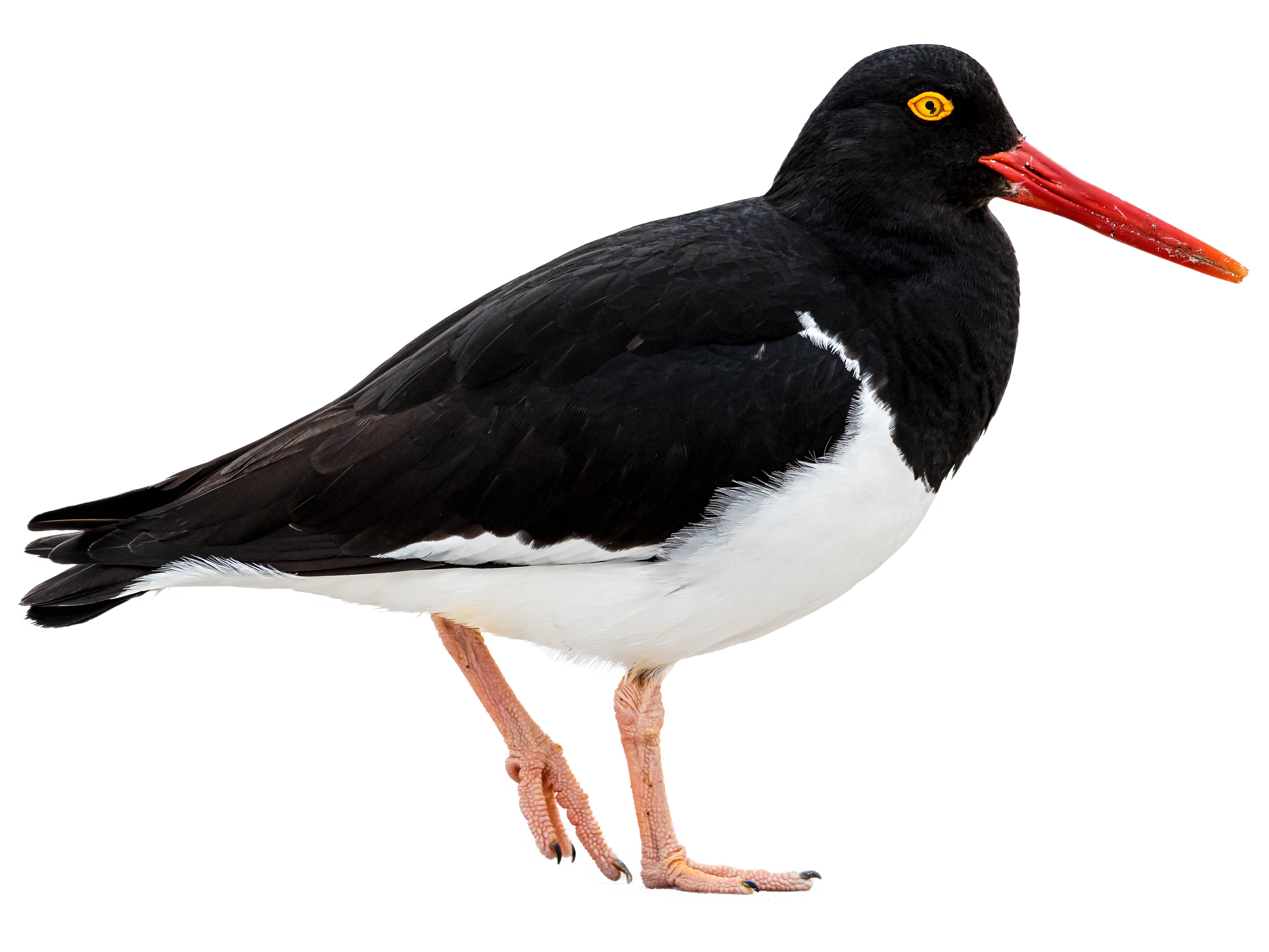 A photo of a Magellanic Oystercatcher (Haematopus leucopodus)