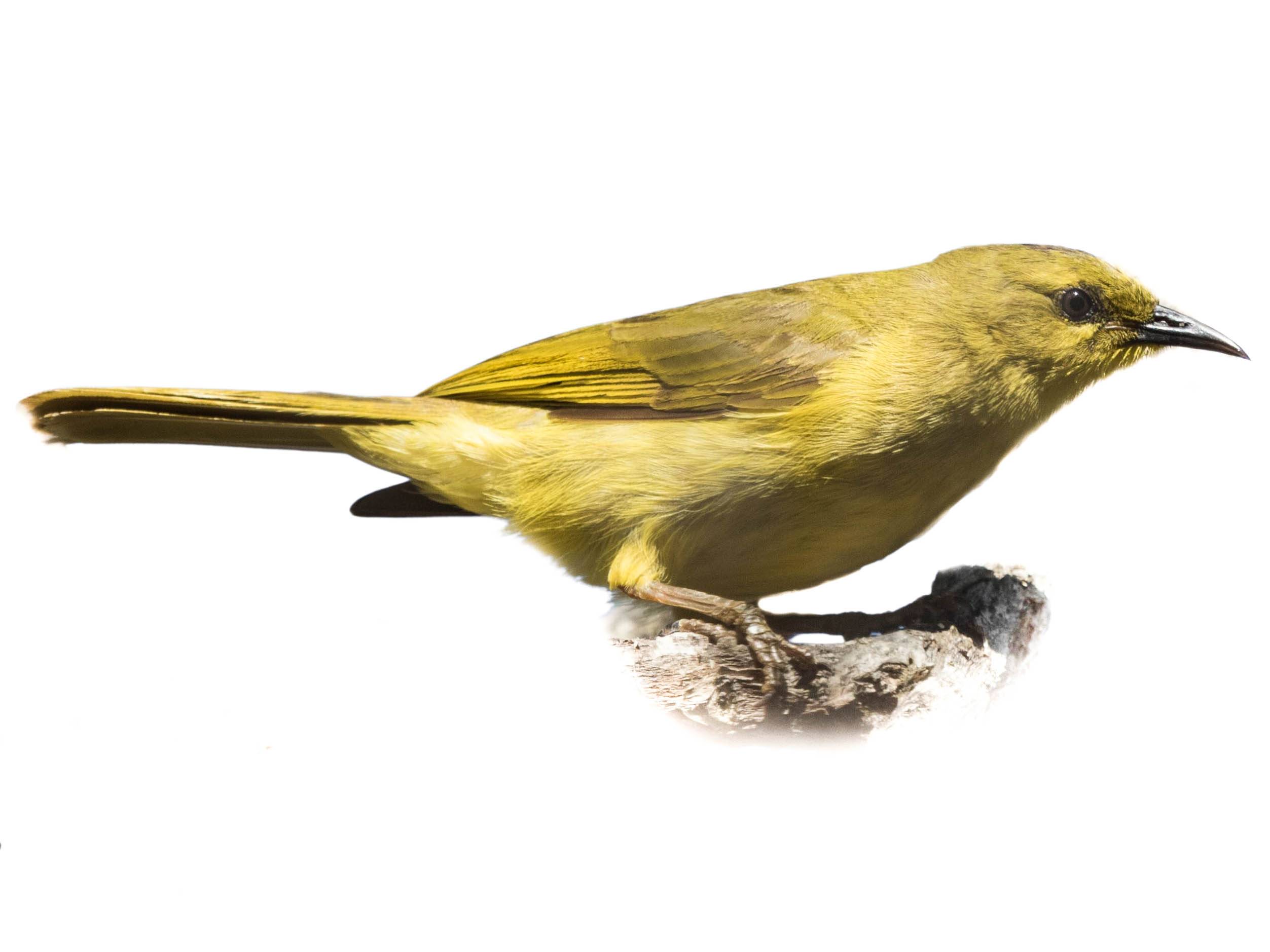 A photo of a Yellow Honeyeater (Stomiopera flava)