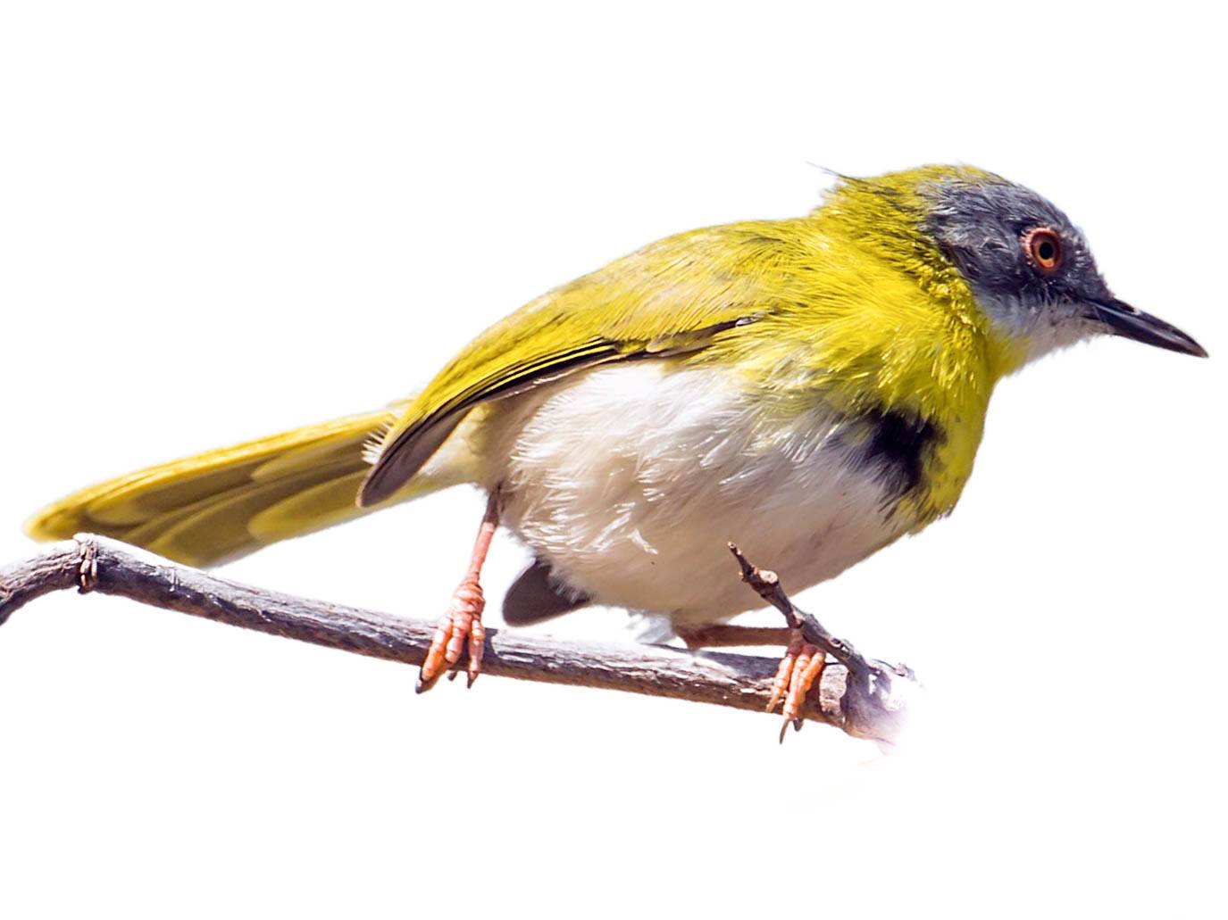 A photo of a Yellow-breasted Apalis (Apalis flavida)