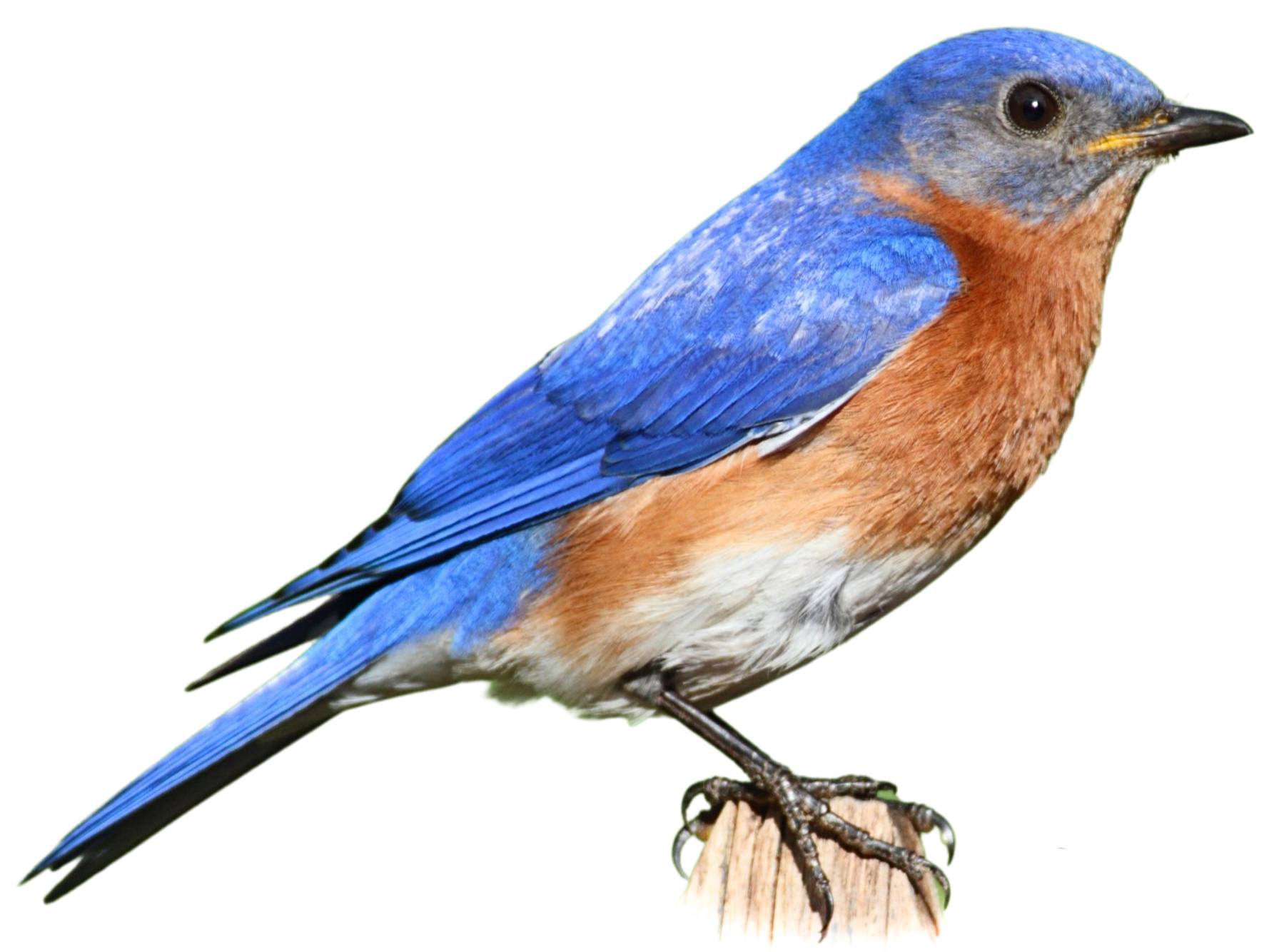 A photo of a Eastern Bluebird (Sialia sialis), male